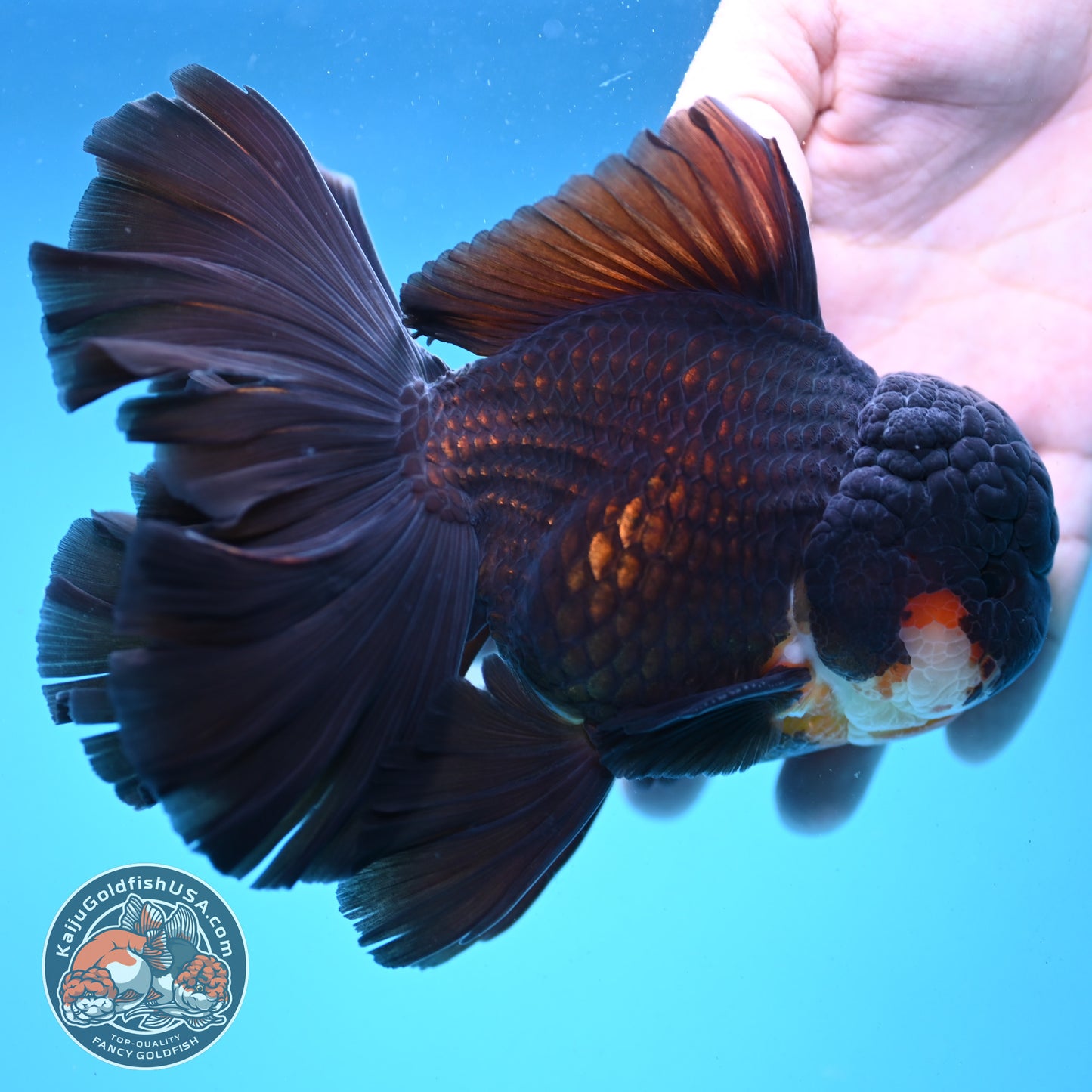 Black Orchid Tail Oranda 4.5 inch Body (251003_OR05)