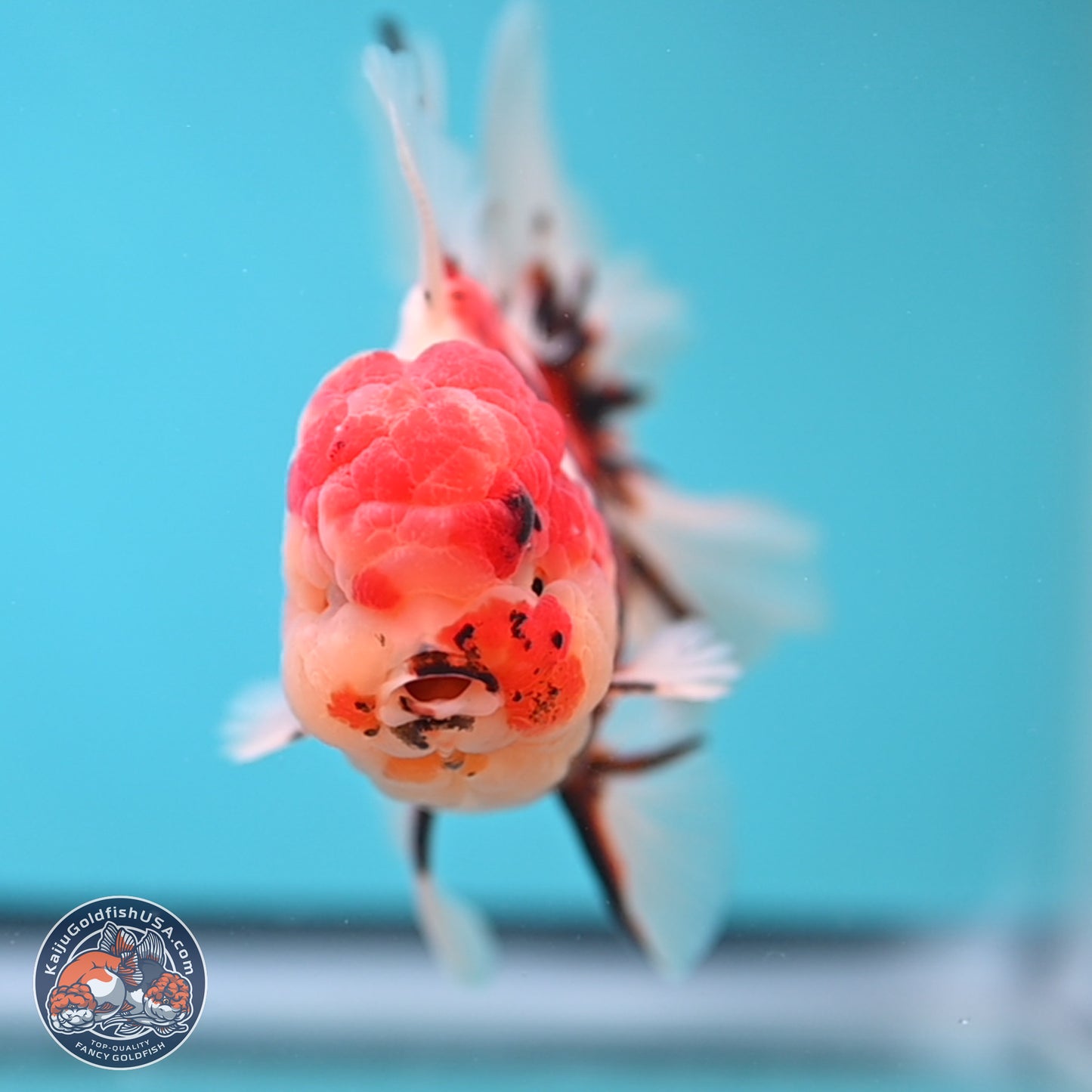 Tricolor Tiger Rose Tail Oranda 3.75 inches Body - Male (250207_OR05)