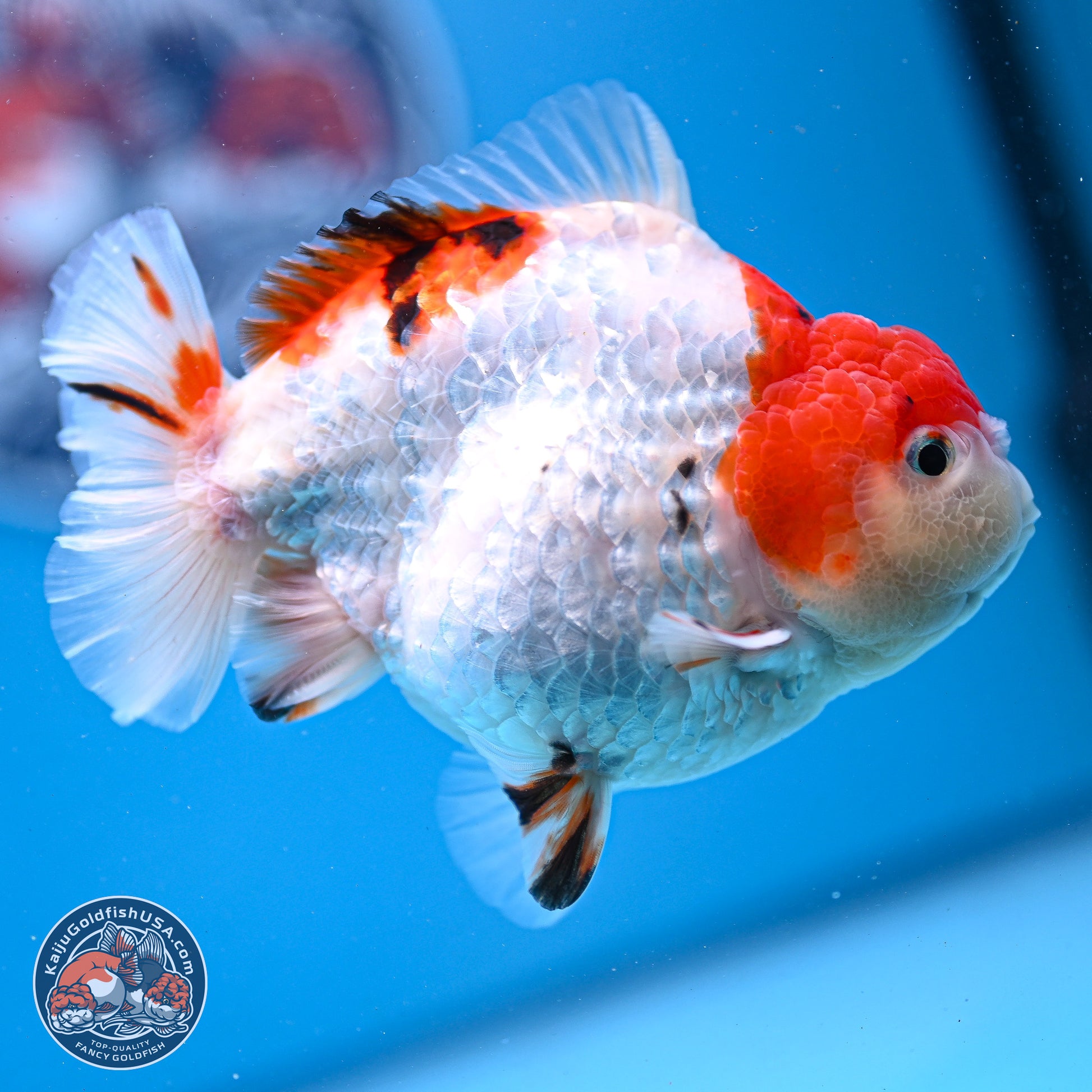 Tricolor YuanBao Oranda 4-5 inches (240920_OR05) - Kaiju Goldfish USA