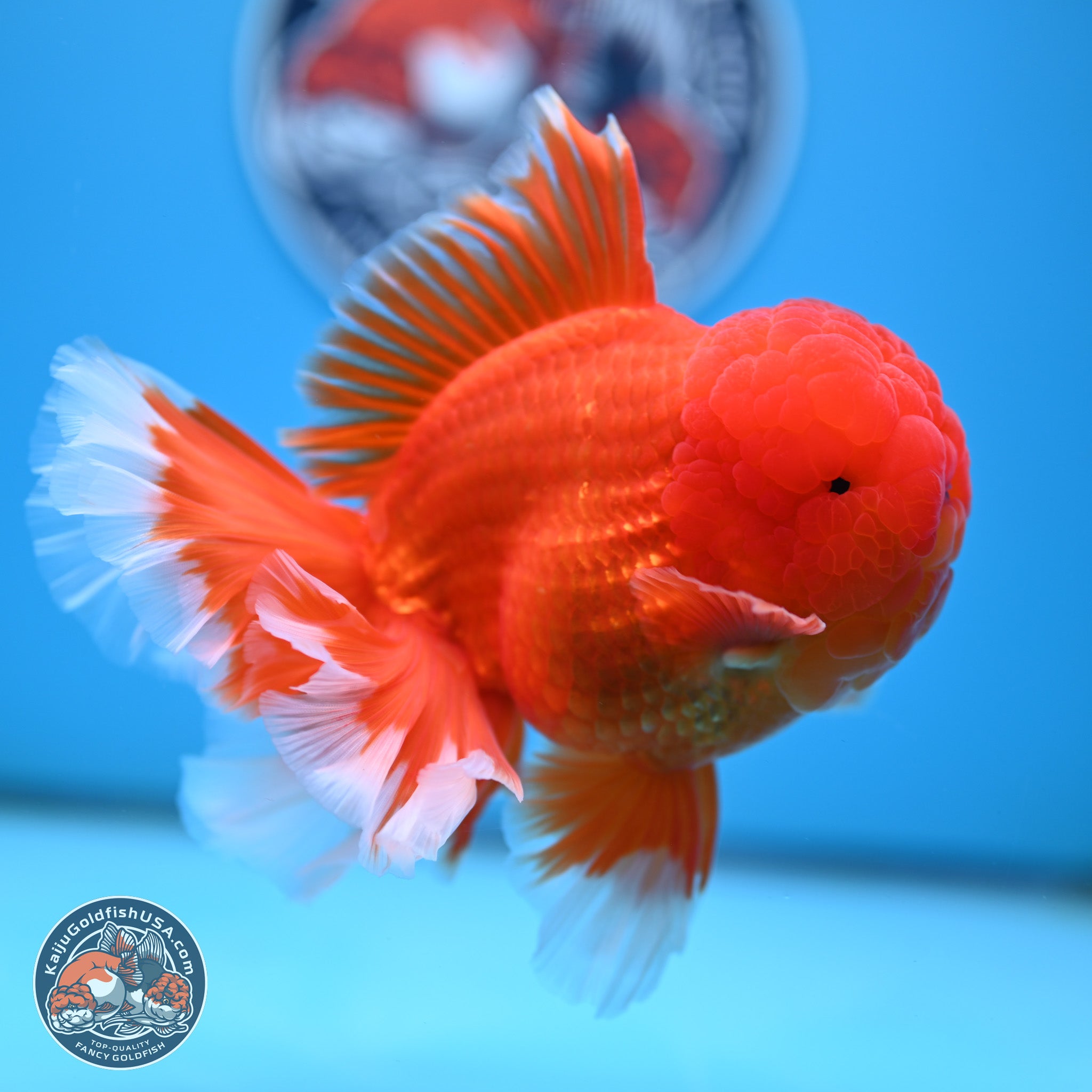 Red White Orchid Tail Oranda Goldfish for Sale | Kaiju Goldfish USA