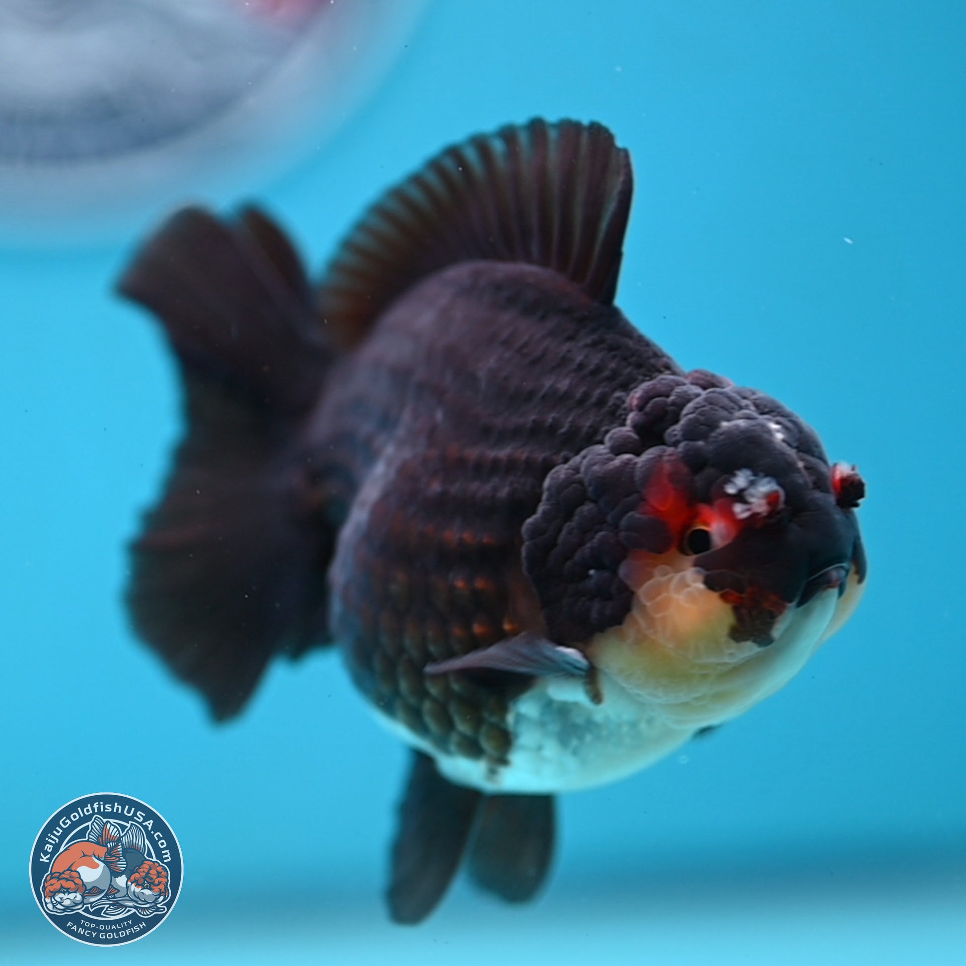 Panda YuanBao Oranda 3.5 inches Body - Male (250103_OR05) - Kaiju Goldfish USA