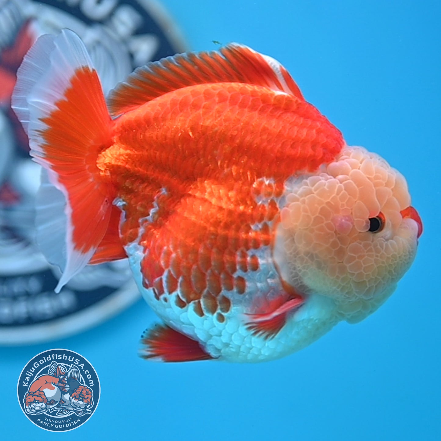 Chicken Face Red White Oranda 4 inches Body (250523_OR05)