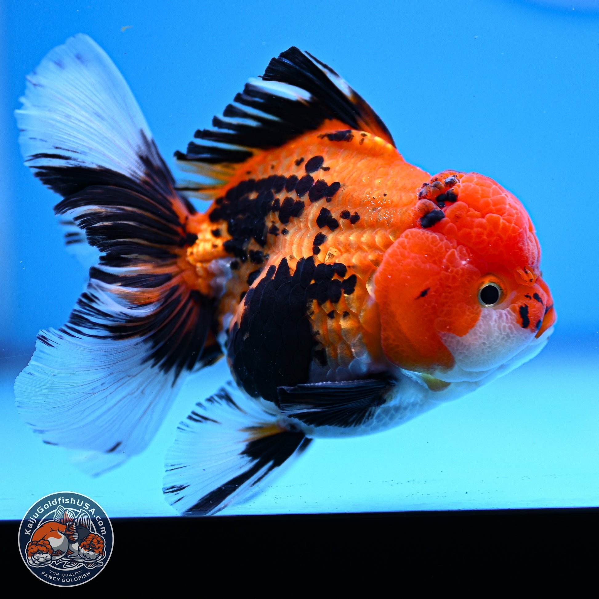 Tricolor Rose Tail Oranda 3in Body (240830_OR05) - Kaiju Goldfish USA