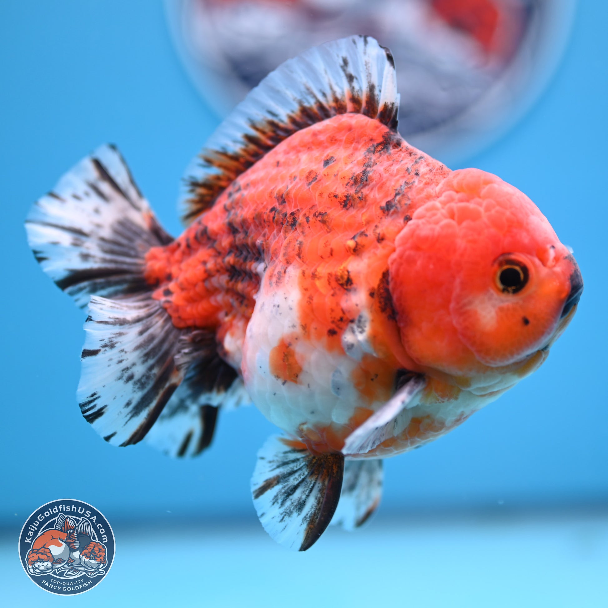 Tricolor Tiger YuanBao Oranda 5 inches - Male (241129_OR05) - Kaiju Goldfish USA