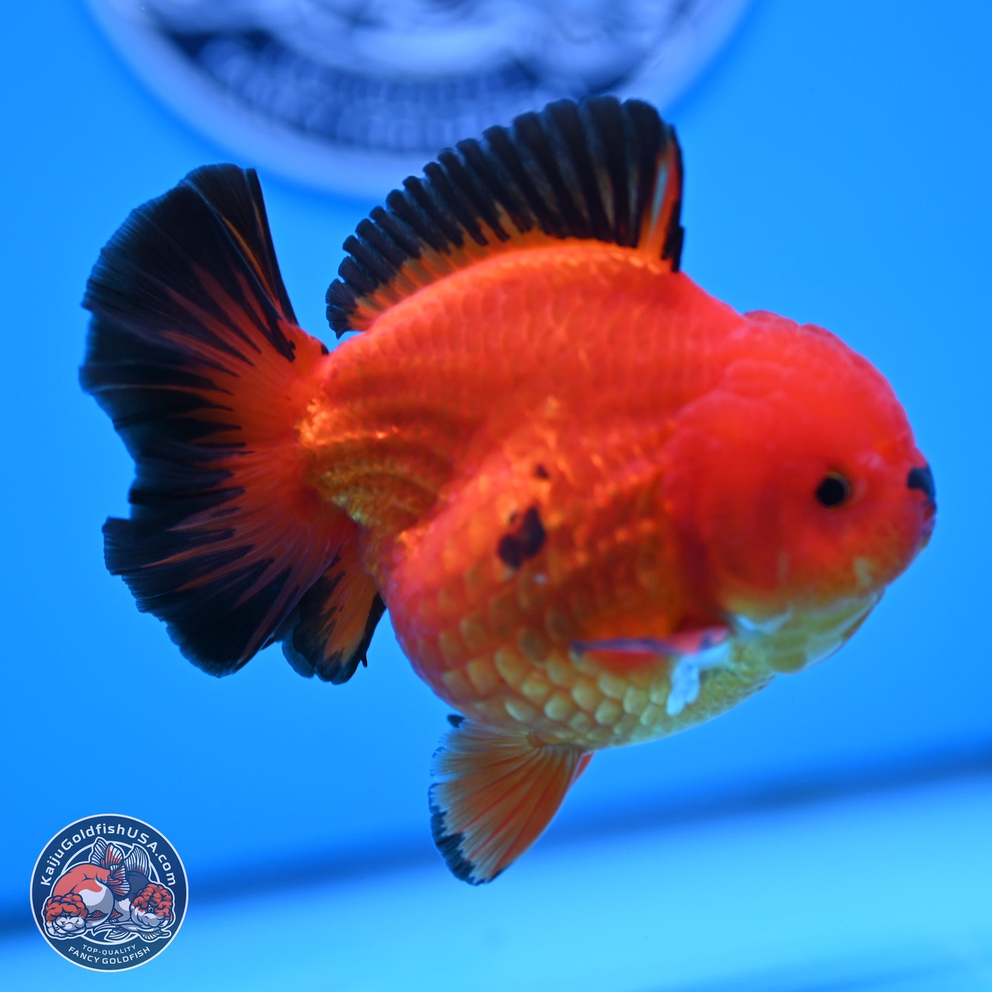 Apache YuanBao Oranda 3.5 inches Body - Male (250314_OR05)