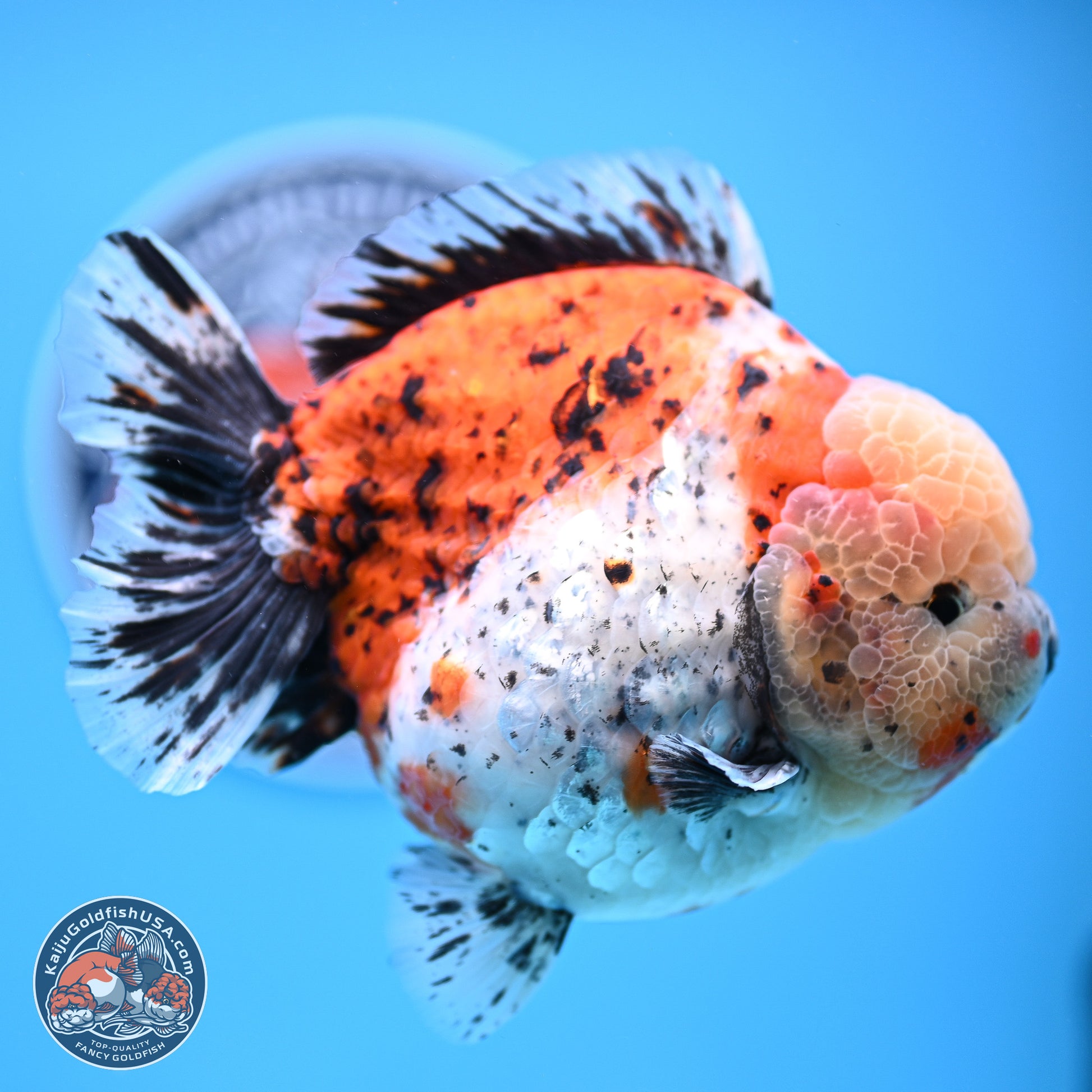 Jumbo Shogun Godzilla Calico Oranda 5in Body (240823_OR5) - Overnight shipping only - Kaiju Goldfish USA