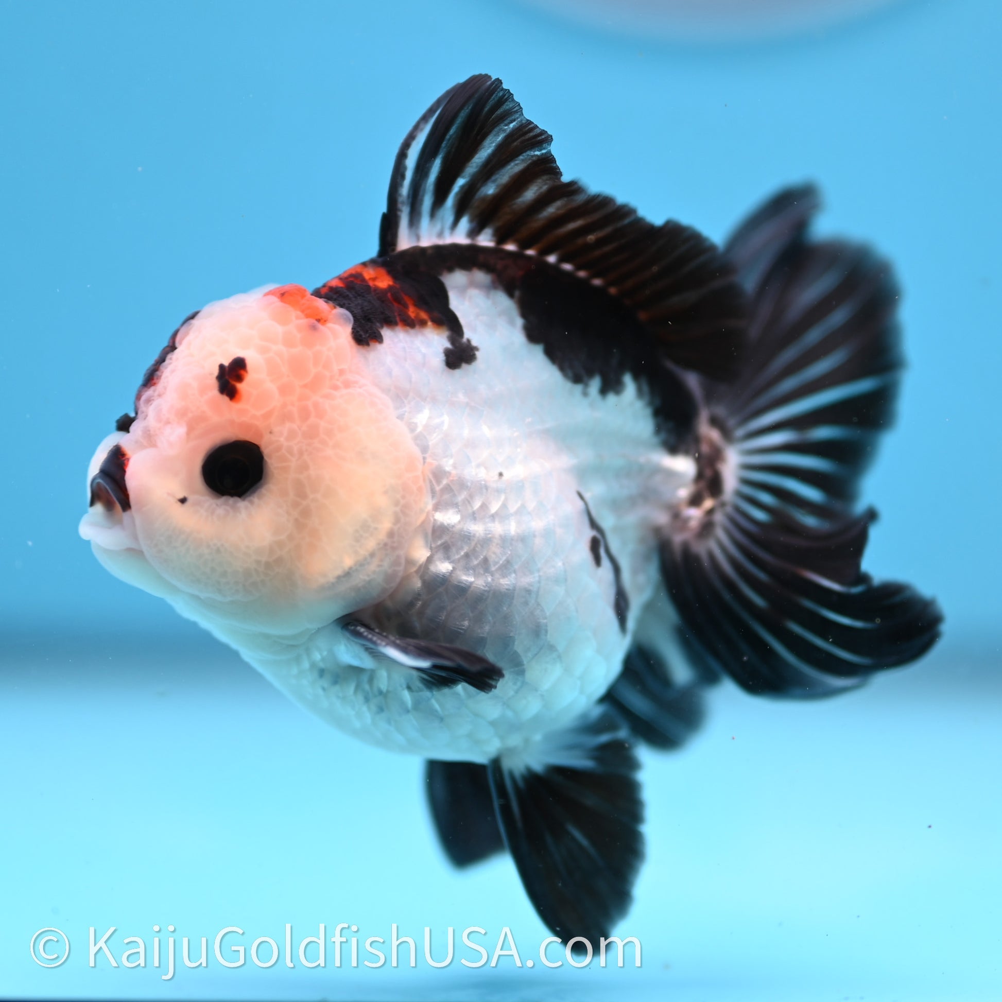 Tricolor Rose Tail YuanBao Oranda 3in body (240726_OR05) - Kaiju Goldfish USA