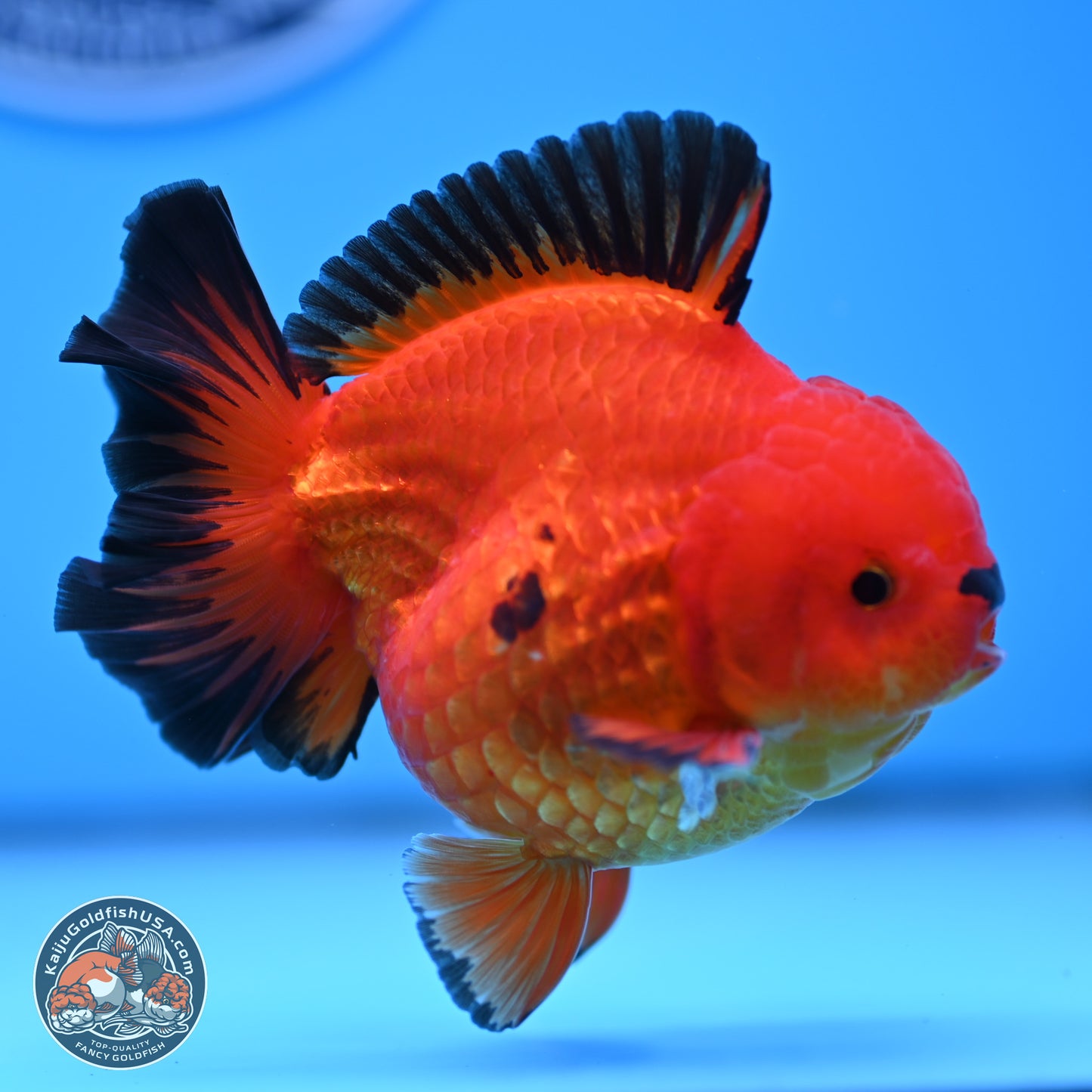 Apache YuanBao Oranda 3.5 inches Body - Male (250314_OR05)