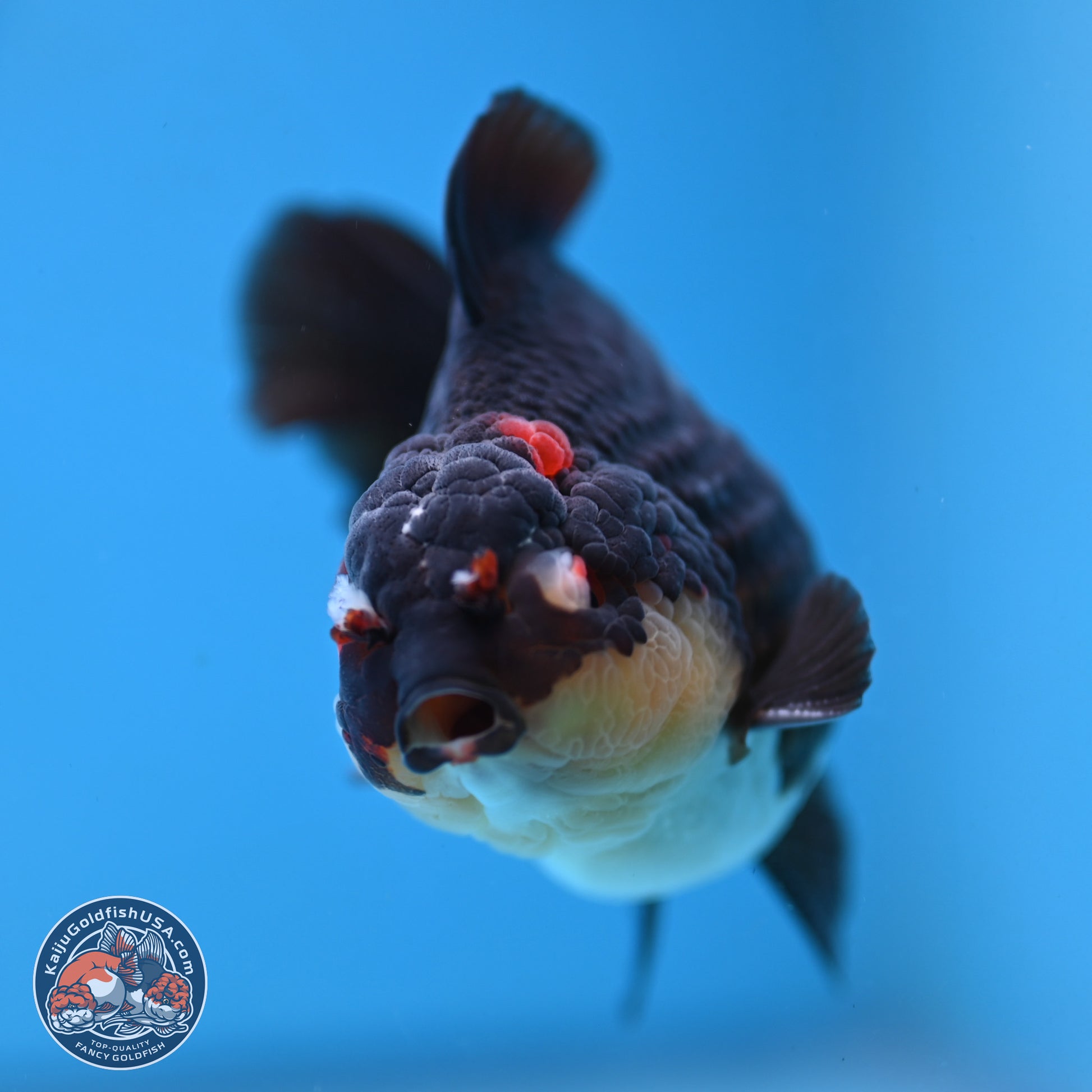 Panda YuanBao Oranda 3.5 inches Body - Male (250103_OR05) - Kaiju Goldfish USA