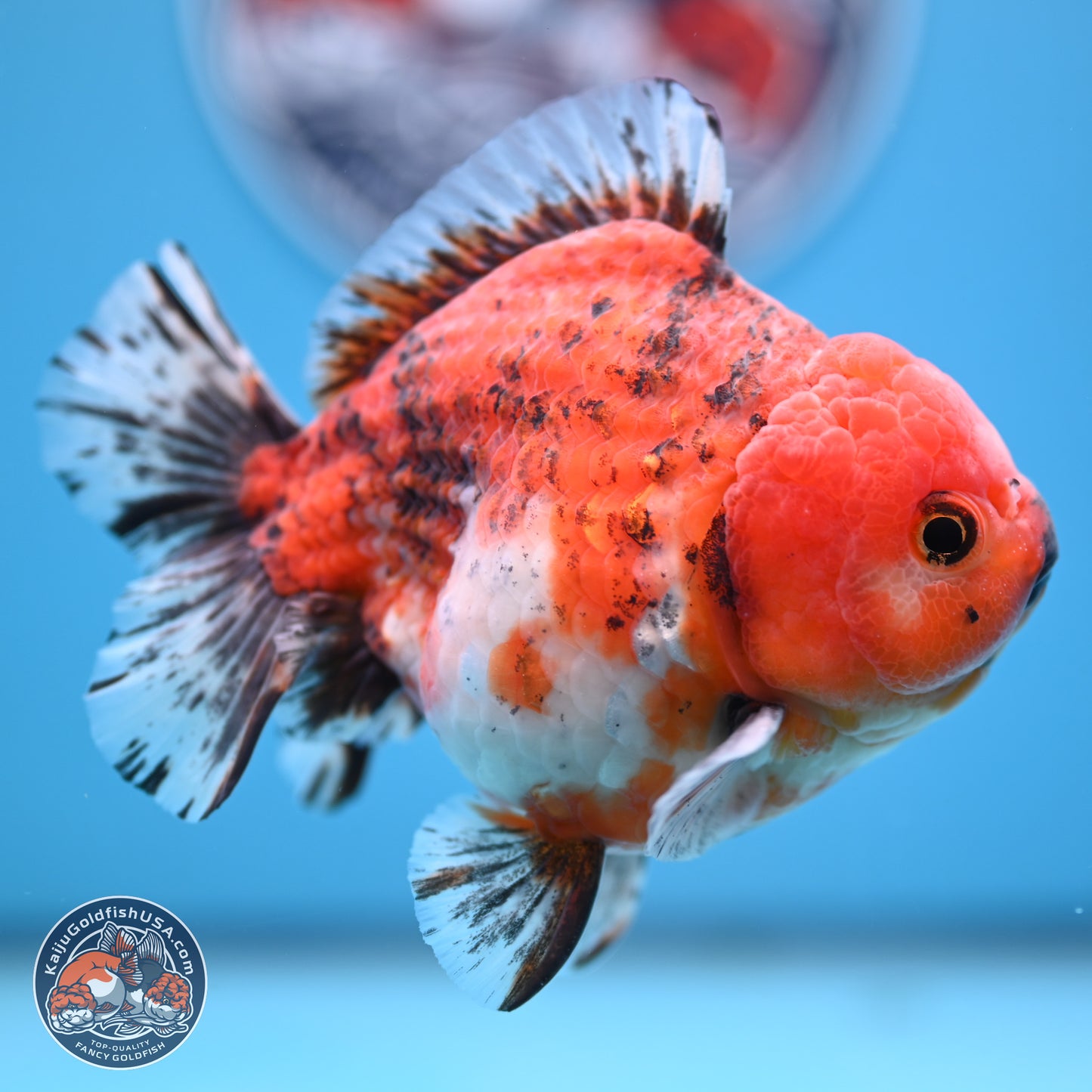 Tricolor Tiger YuanBao Oranda 5 inches - Male (241129_OR05) - Kaiju Goldfish USA