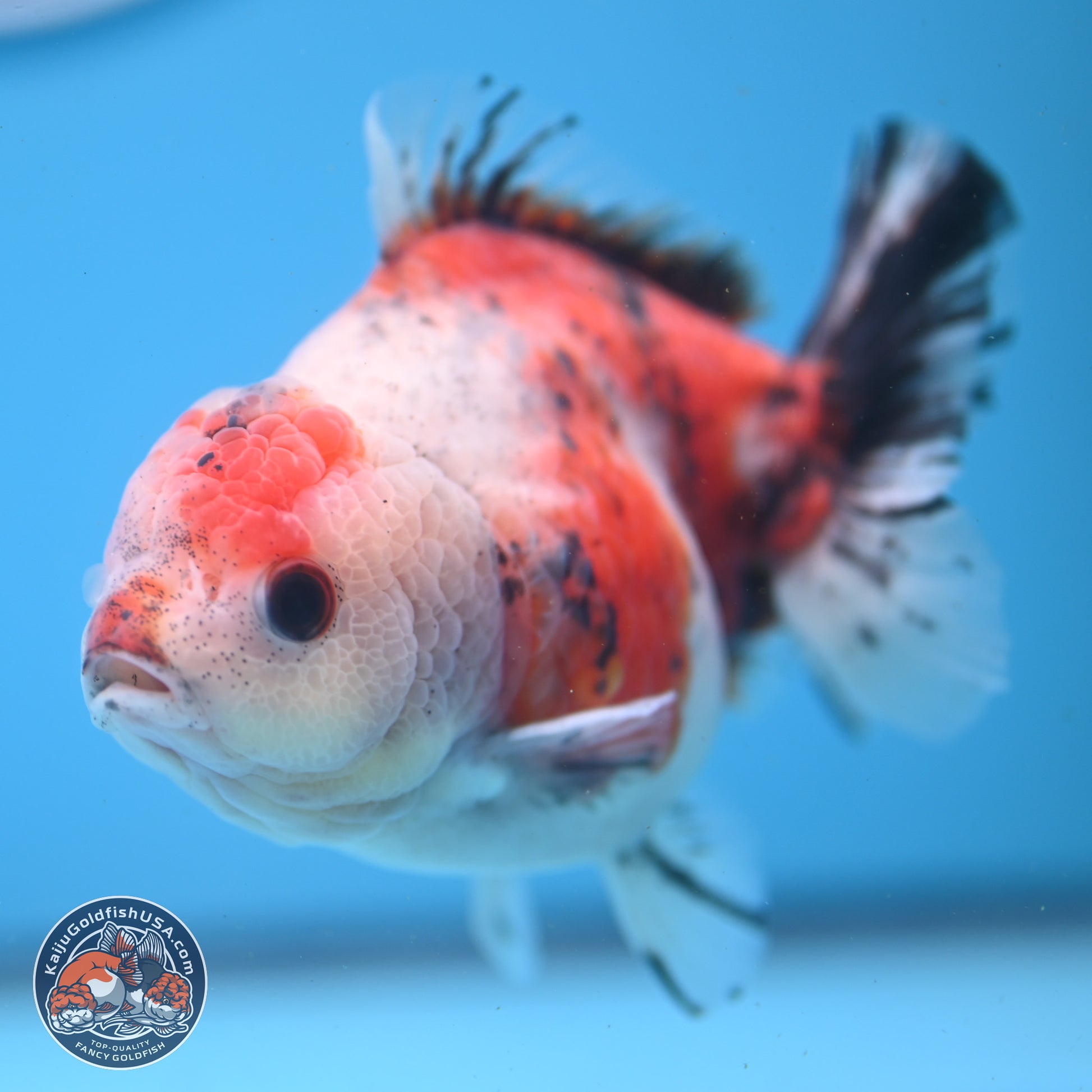 Tricolor Sakura YuanBao Oranda 5 inches - Male (241122_OR05) - Kaiju Goldfish USA