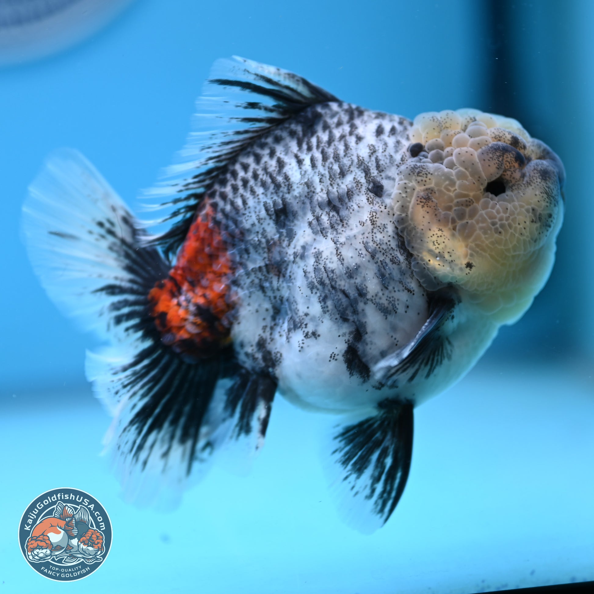 White Tiger Rose Tail Oranda 4.7 inches (241025_OR05) - Kaiju Goldfish USA