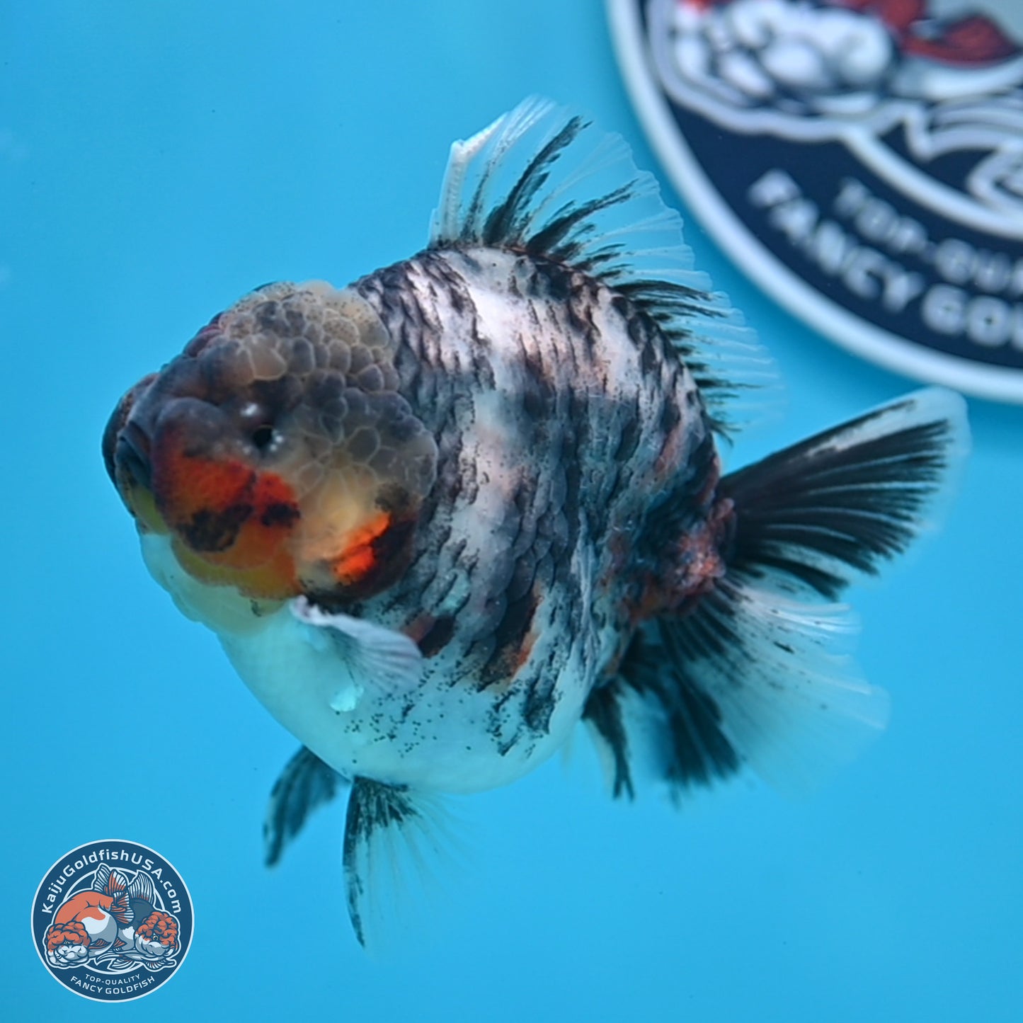 Tricolor Tiger YuanBao Oranda 3.75 inches Body - Male (250307_OR05)