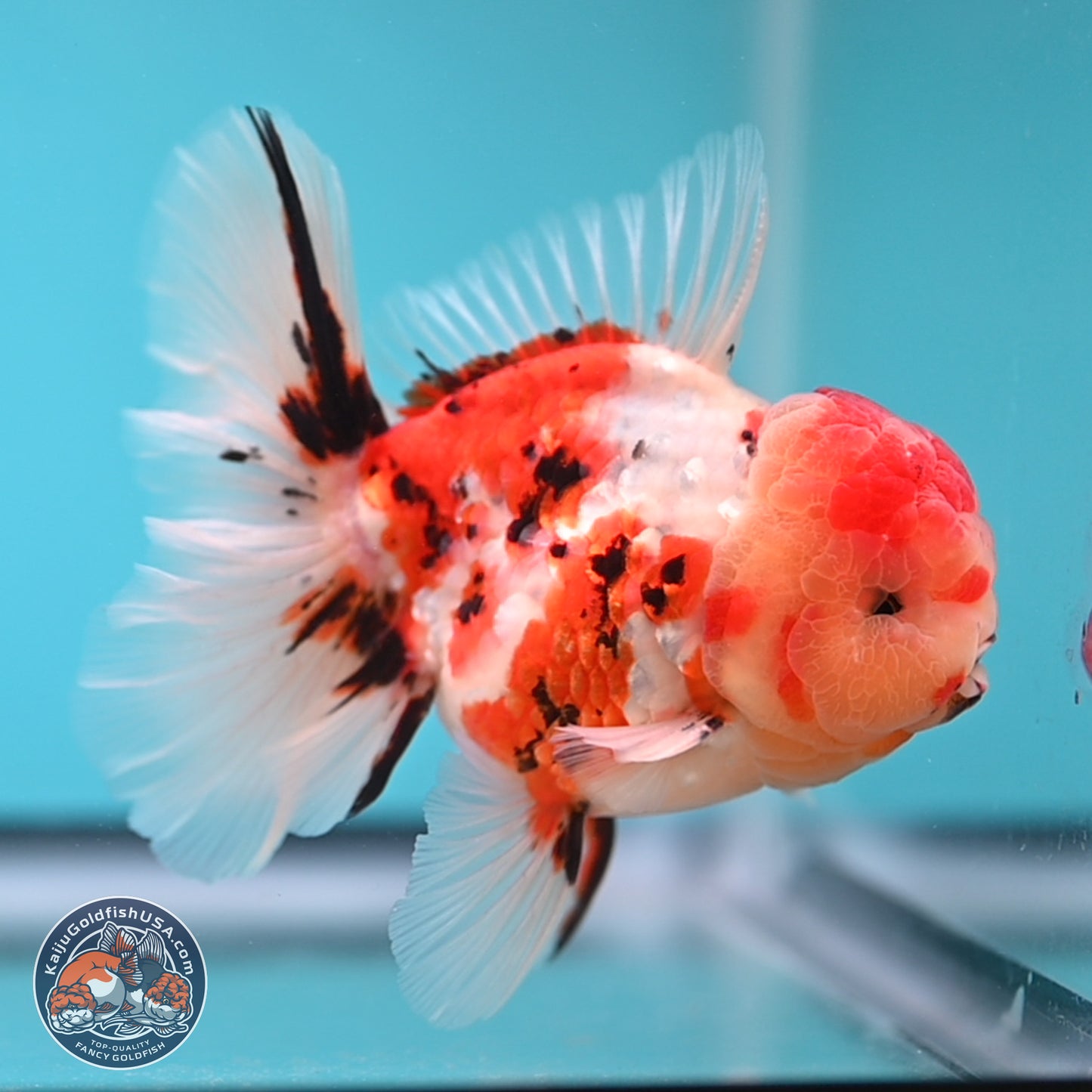 Tricolor Tiger Rose Tail Oranda 3.75 inches Body - Male (250207_OR05)