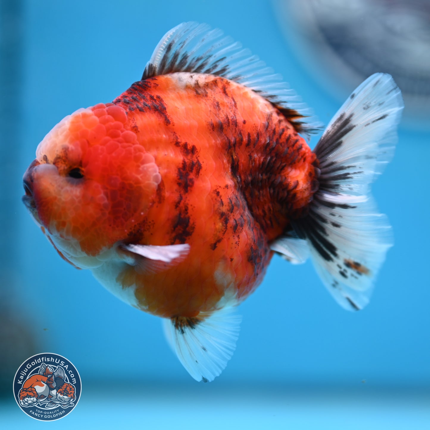Tricolor Tiger YuanBao Oranda 3.25 inches Body - Male (250321_OR05)