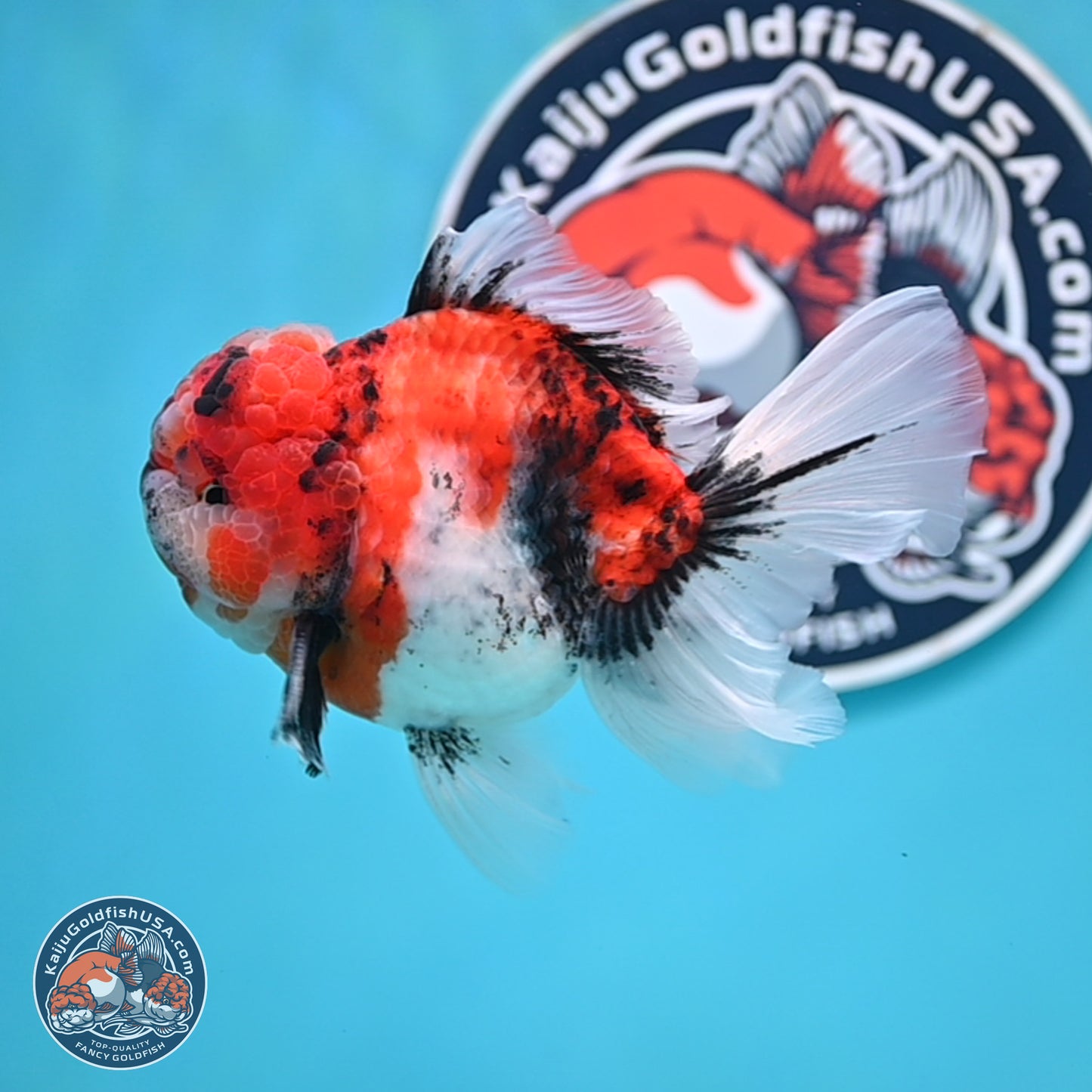 Tricolor Tiger Rose Tail Oranda 4 inches Body - Male (250404_OR05)