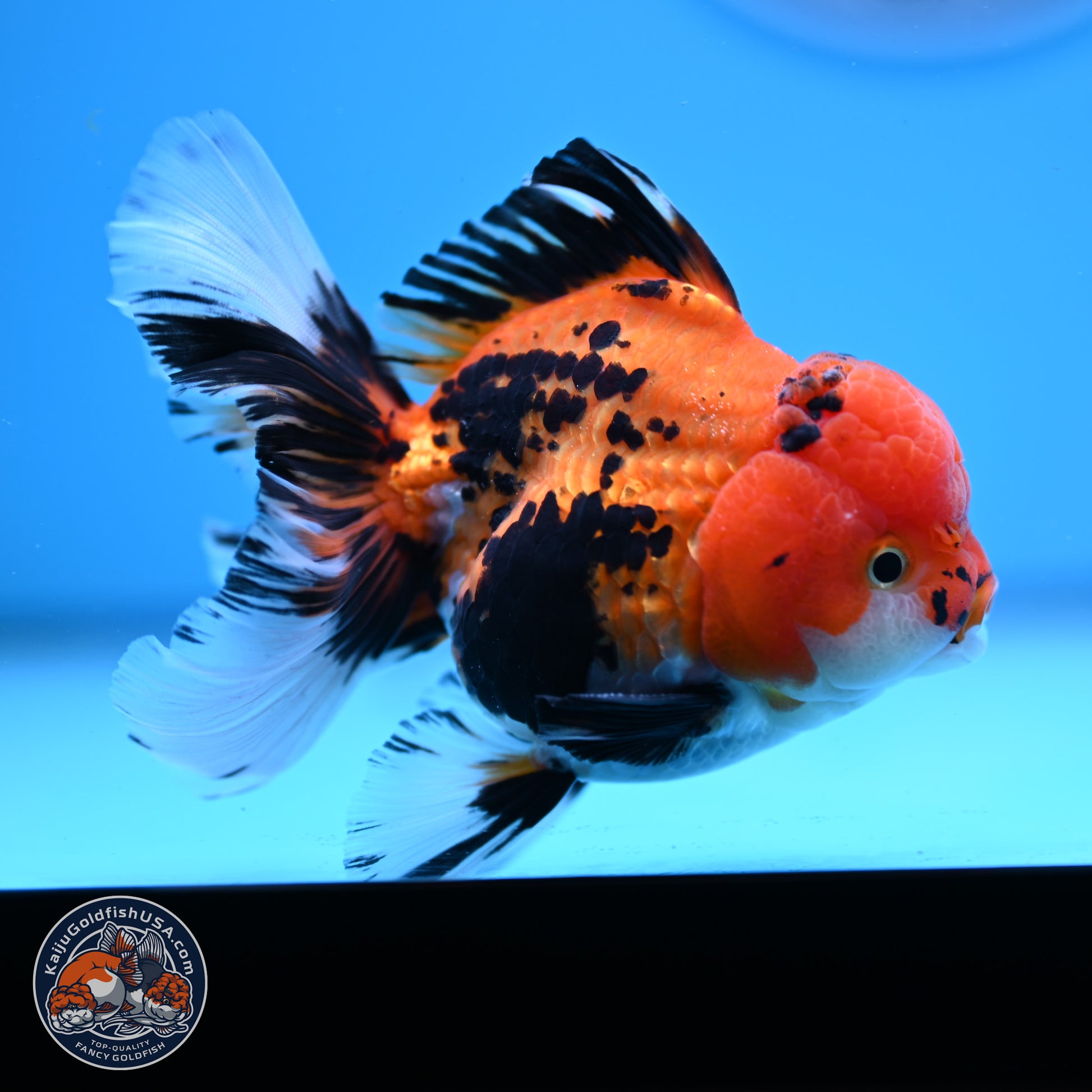 Tricolor Rose Tail Oranda 3in Body (240830_OR05) - Kaiju Goldfish USA