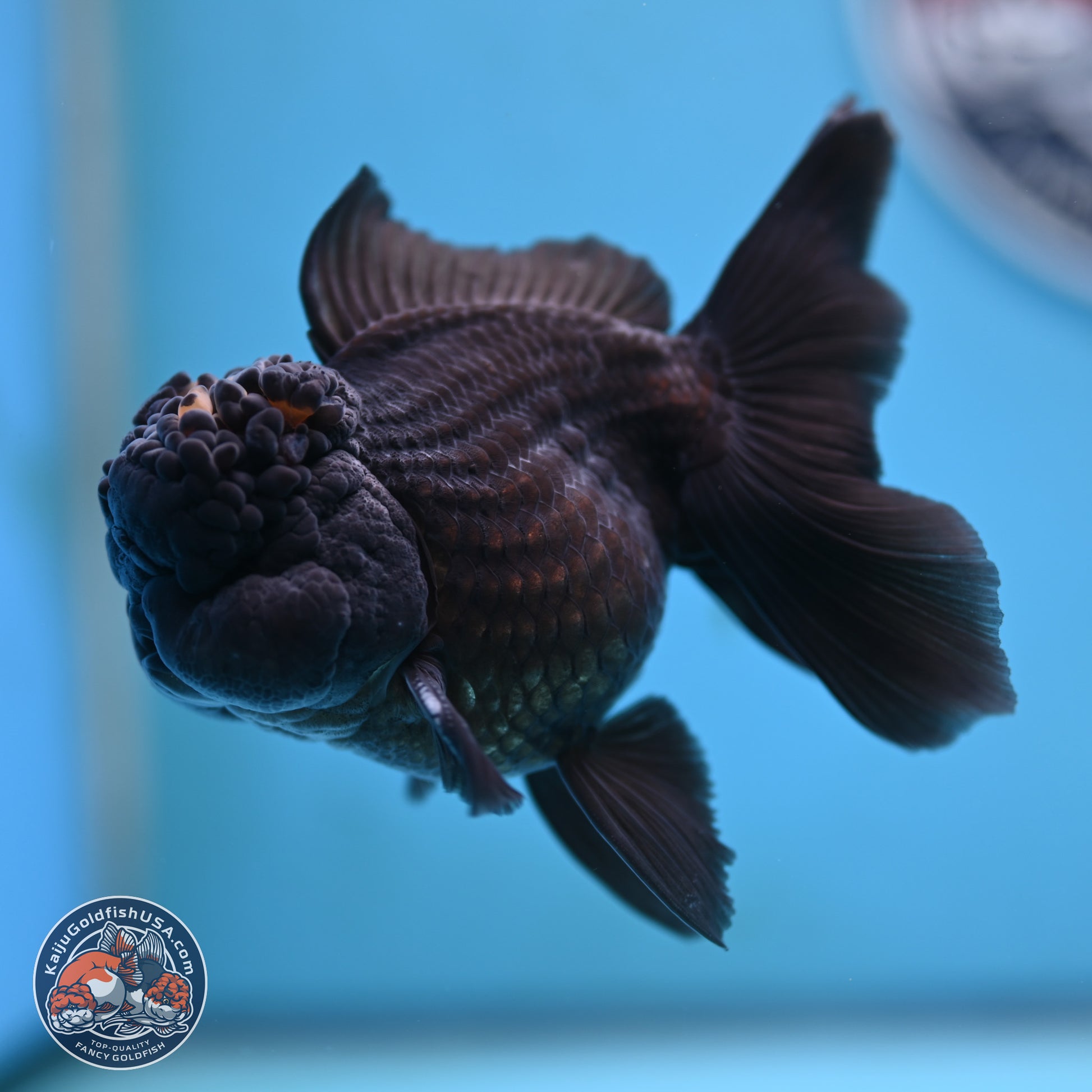 Marbled Wen Black Rose Tail Oranda 3 inches Body - Male (250117_OR05) - Kaiju Goldfish USA