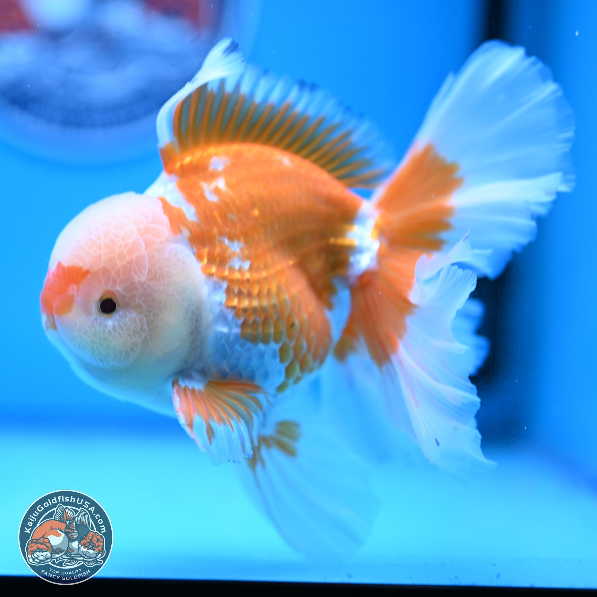 Red White Rose Tail Oranda 4-6.5 inches (240906_OR05) - Kaiju Goldfish USA