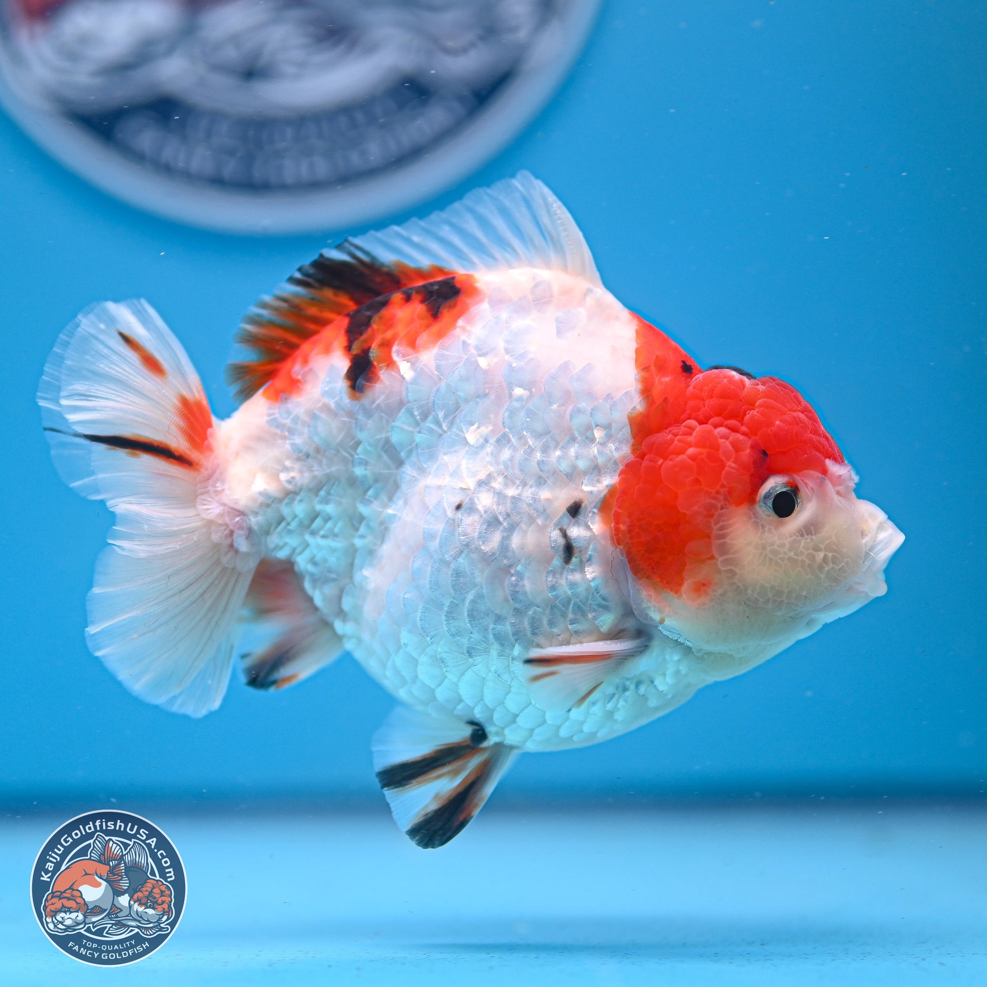 Tricolor YuanBao Oranda 4-5 inches (240920_OR05) - Kaiju Goldfish USA