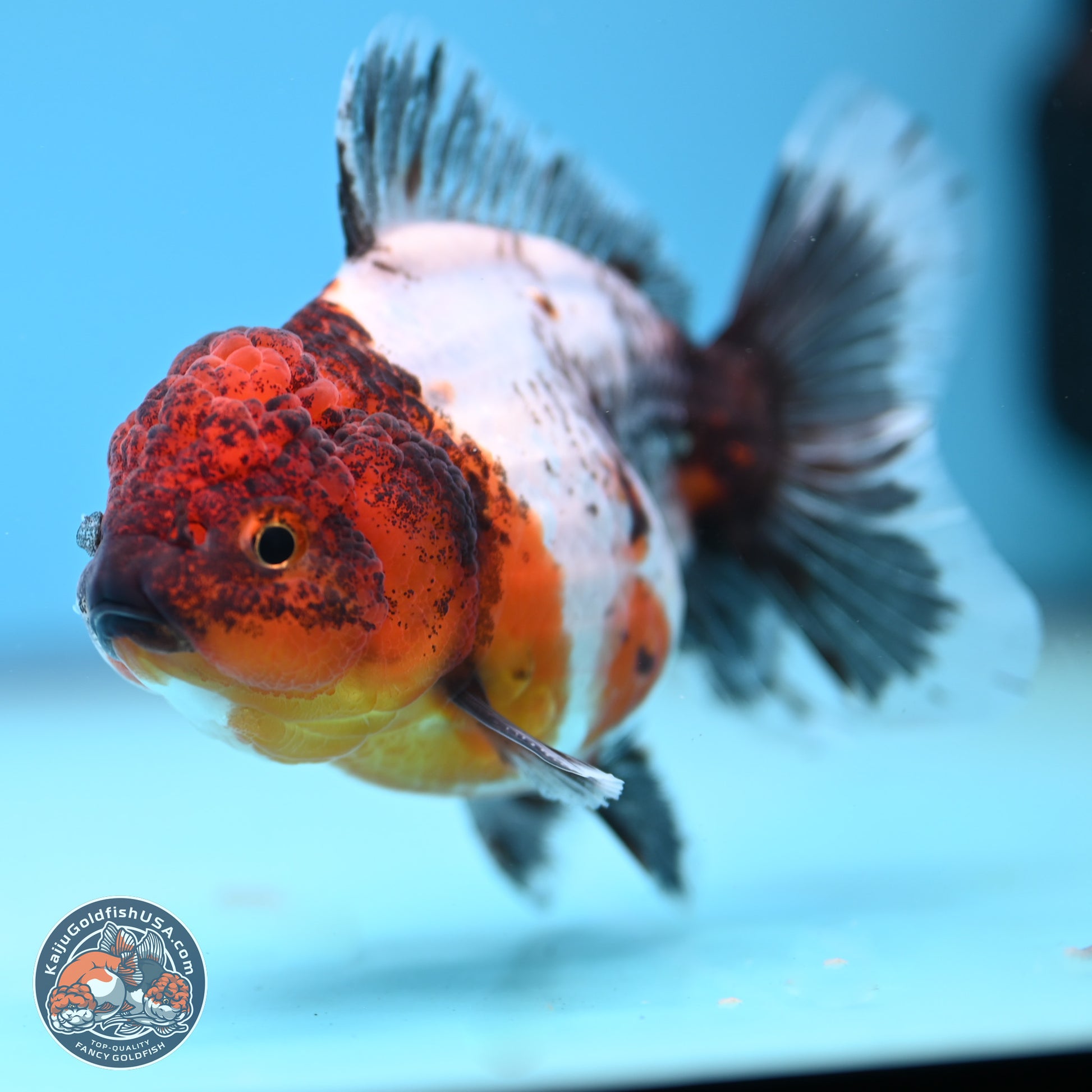 Shogun Calico Oranda 3.5-4 inches (241004_OR05) - Kaiju Goldfish USA