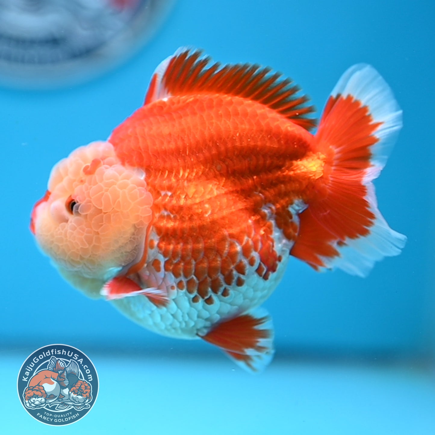 Chicken Face Red White Oranda 4 inches Body (250523_OR05)
