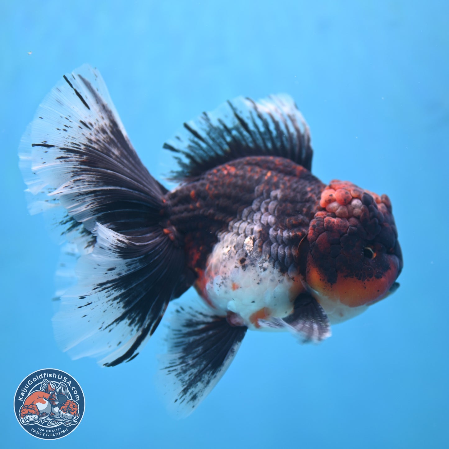 Red Kirin Rose Tail Oranda 6.5 inches - Male (241115_OR05) - Kaiju Goldfish USA