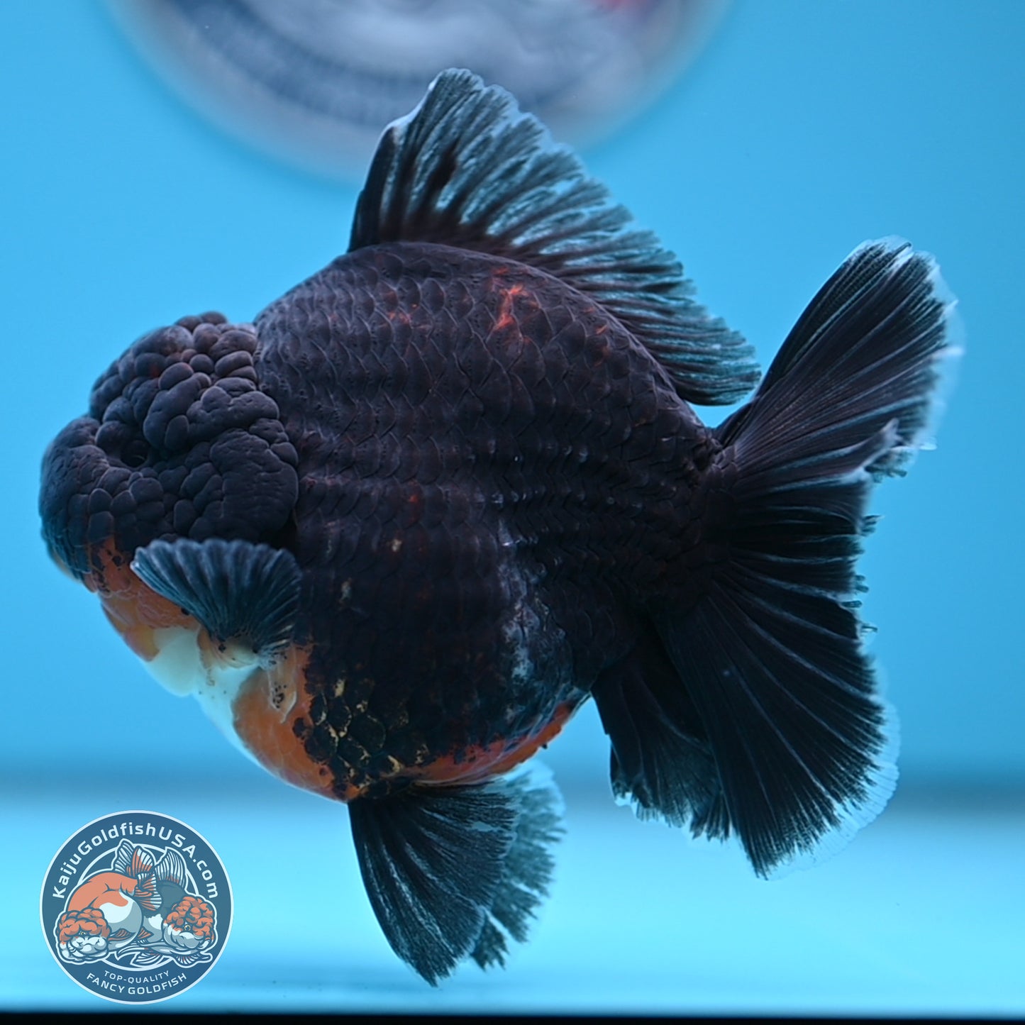 Kirin Oranda 4 inches Body (250530_OR05)