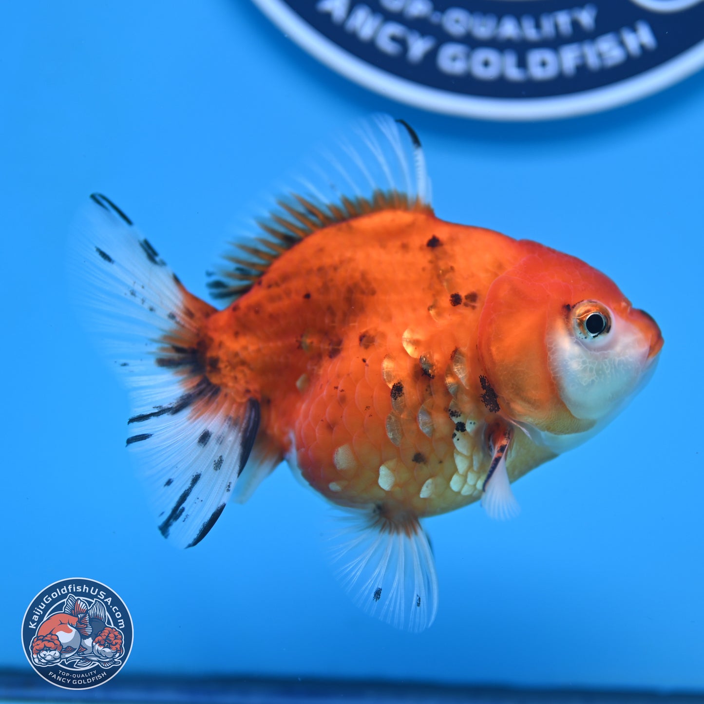 Calico Oranda 3.25in Body (240816_OR5) - Kaiju Goldfish USA