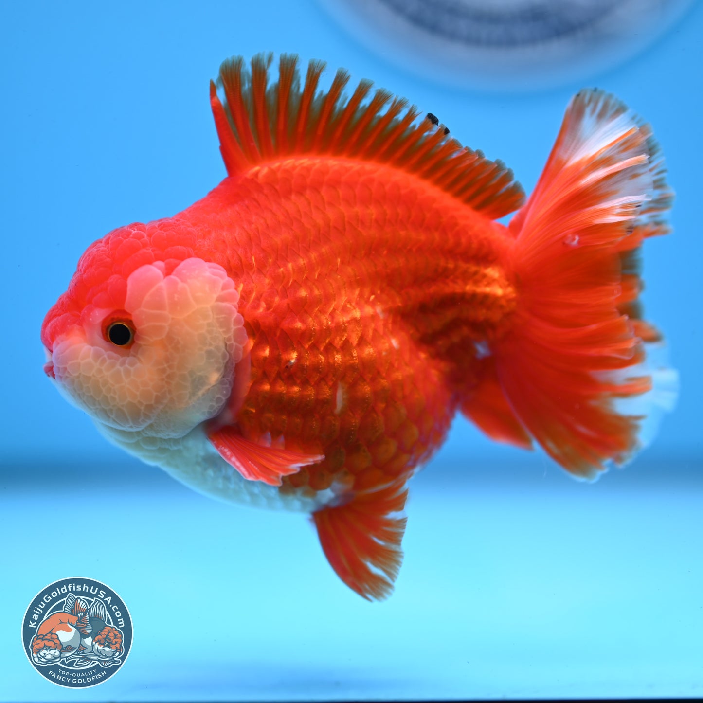 Red White YuanBao Oranda 3.5 inches Body - Male (250228_OR05)