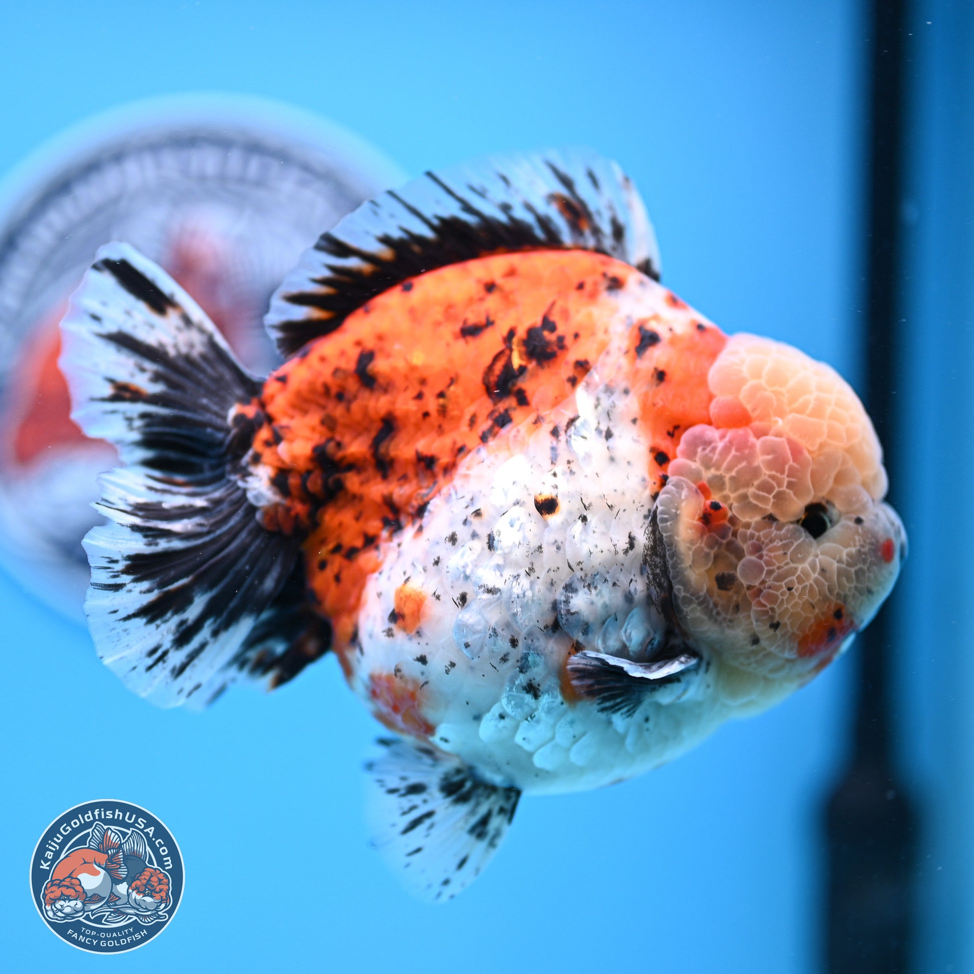 Jumbo Shogun Godzilla Calico Oranda 5in Body (240823_OR5) - Overnight shipping only - Kaiju Goldfish USA