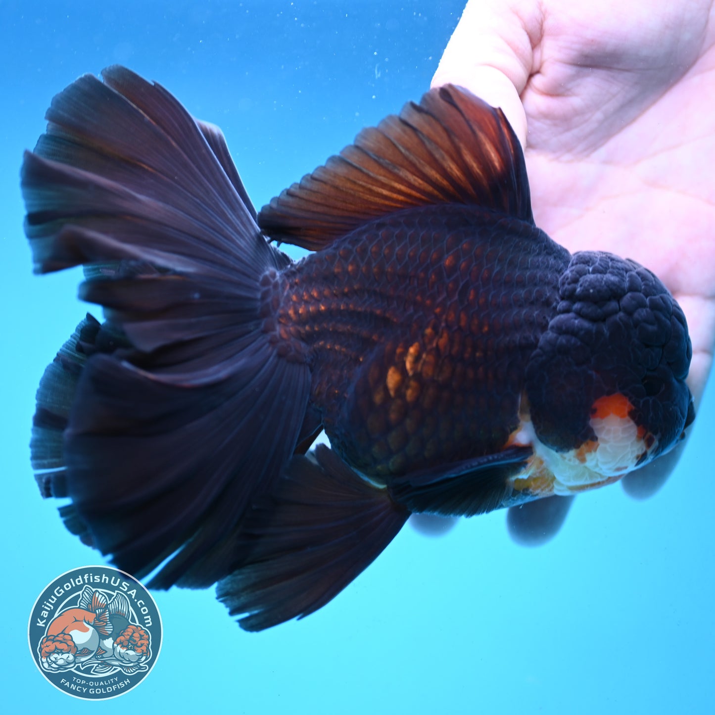 Black Orchid Tail Oranda 4.5 inch Body (251003_OR05)
