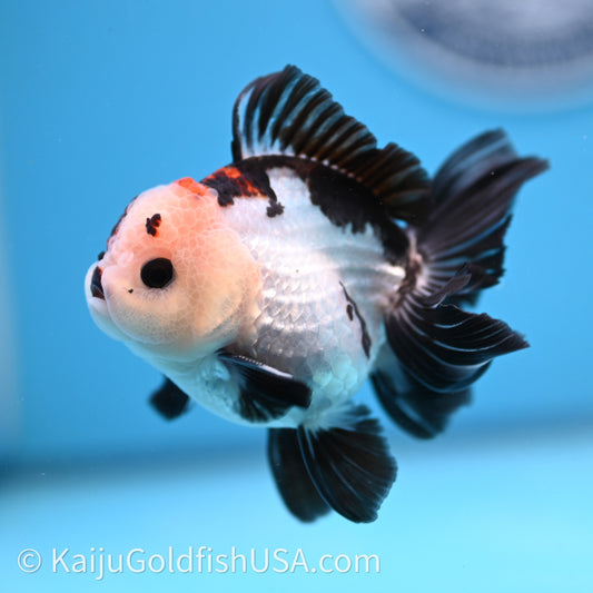 Tricolor Rose Tail YuanBao Oranda 3in body (240726_OR05) - Kaiju Goldfish USA