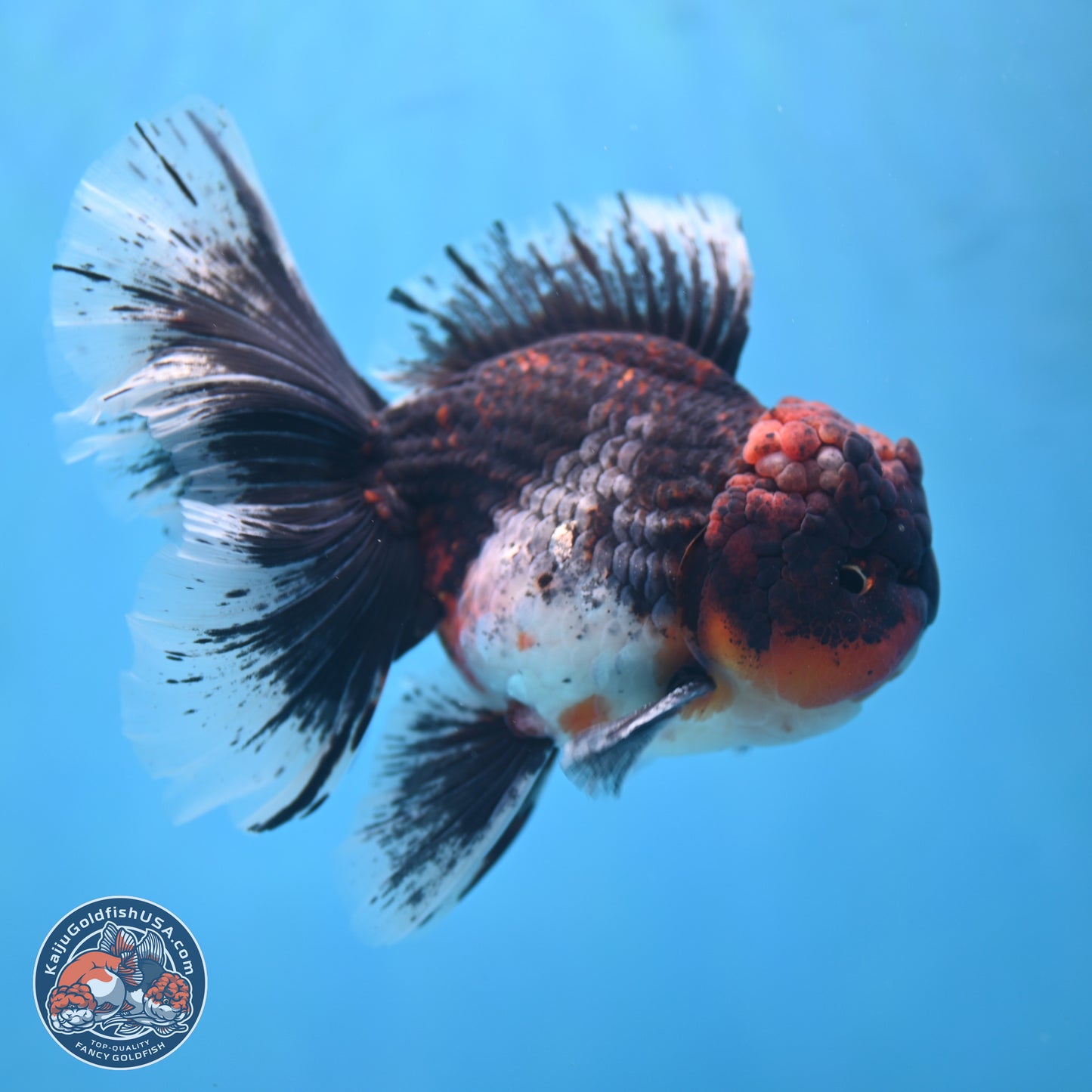 Red Kirin Rose Tail Oranda 6.5 inches - Male (241115_OR05) - Kaiju Goldfish USA