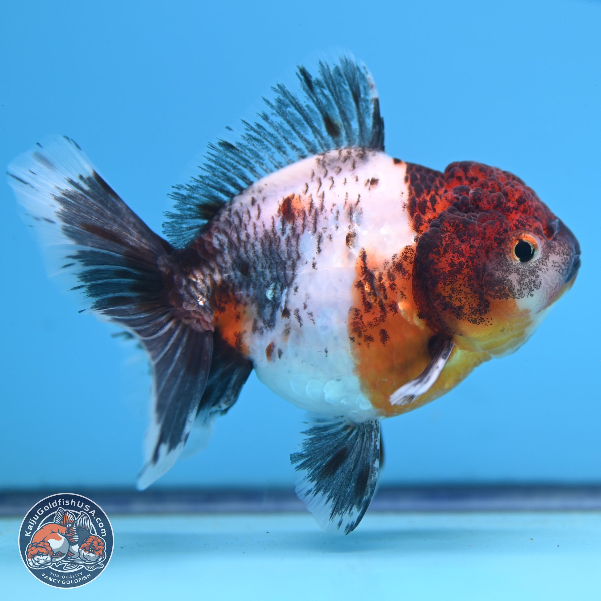 Shogun Calico Oranda 3.5-4 inches (241004_OR05) - Kaiju Goldfish USA