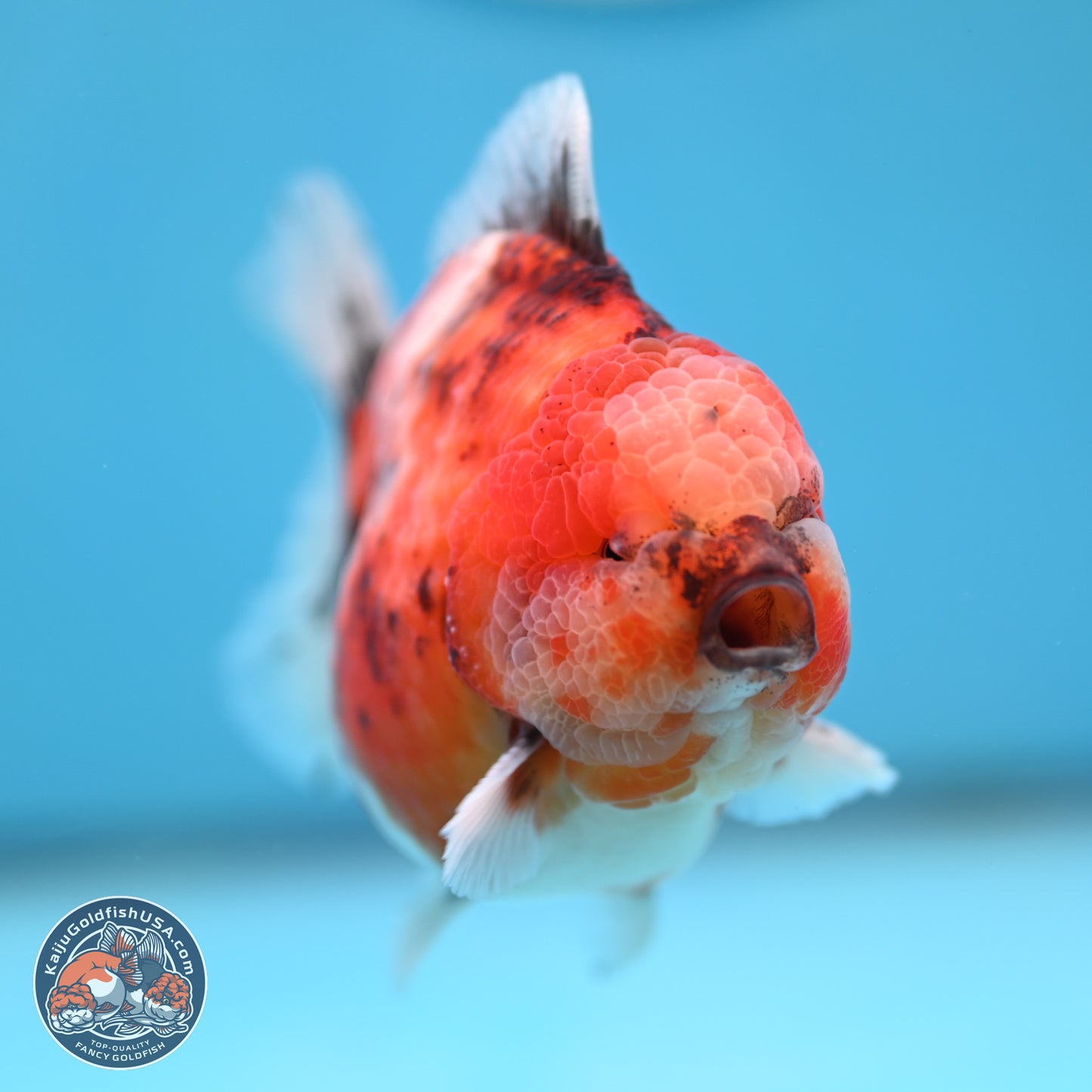 Tricolor Tiger YuanBao Oranda 3.25 inches Body - Male (250321_OR05)