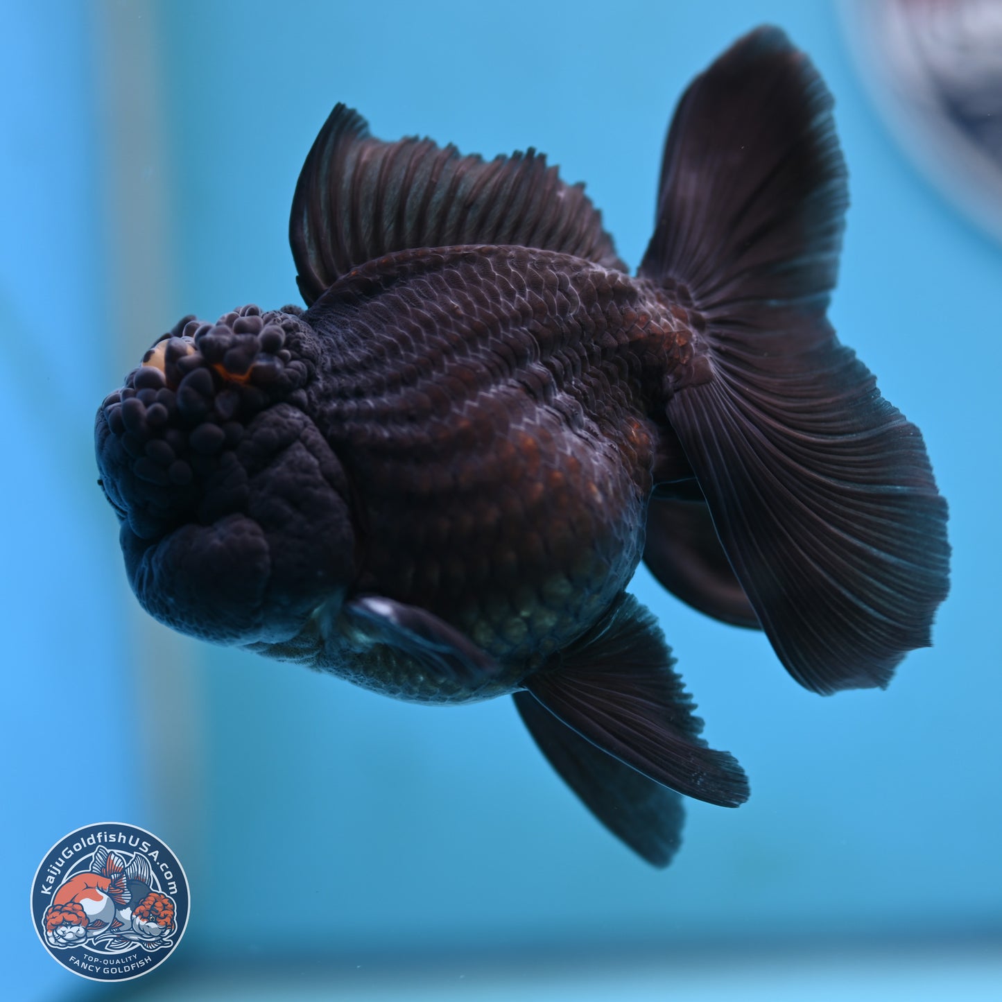 Marbled Wen Black Rose Tail Oranda 3 inches Body - Male (250117_OR05) - Kaiju Goldfish USA