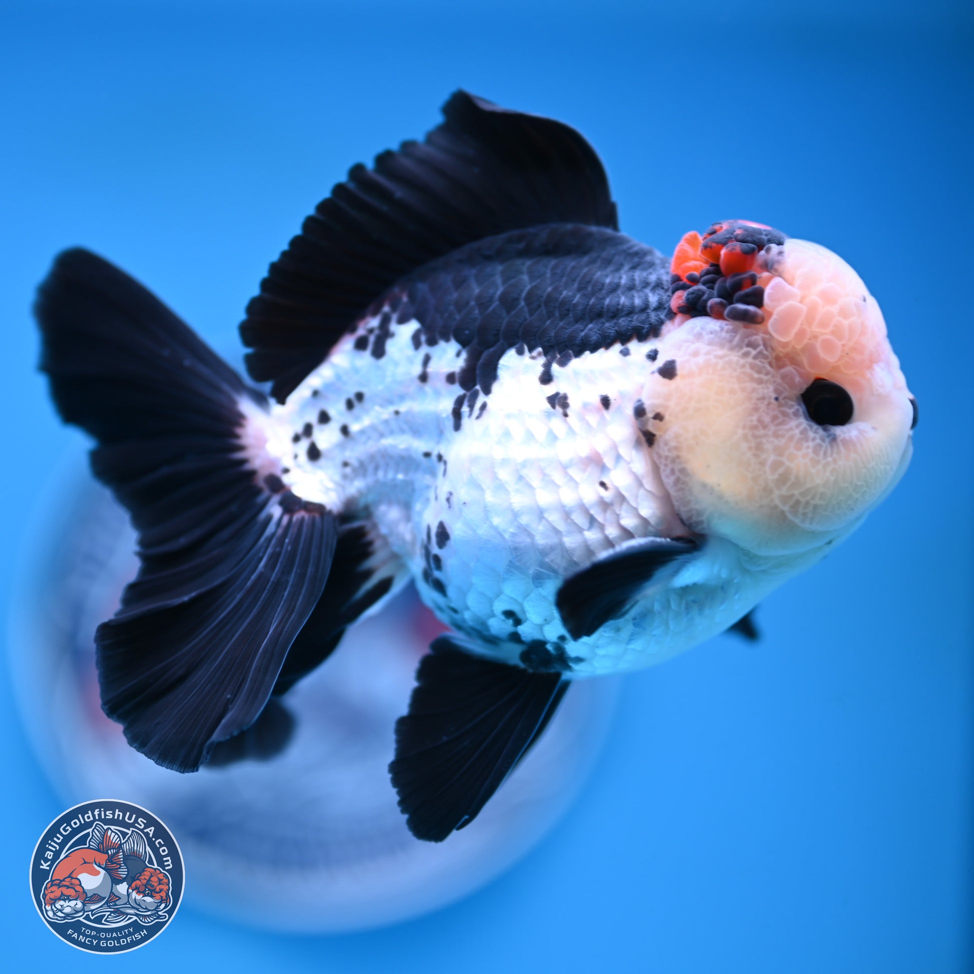 Tricolor Rose Tail Oranda 4.7 inches (241101_OR05) - Kaiju Goldfish USA