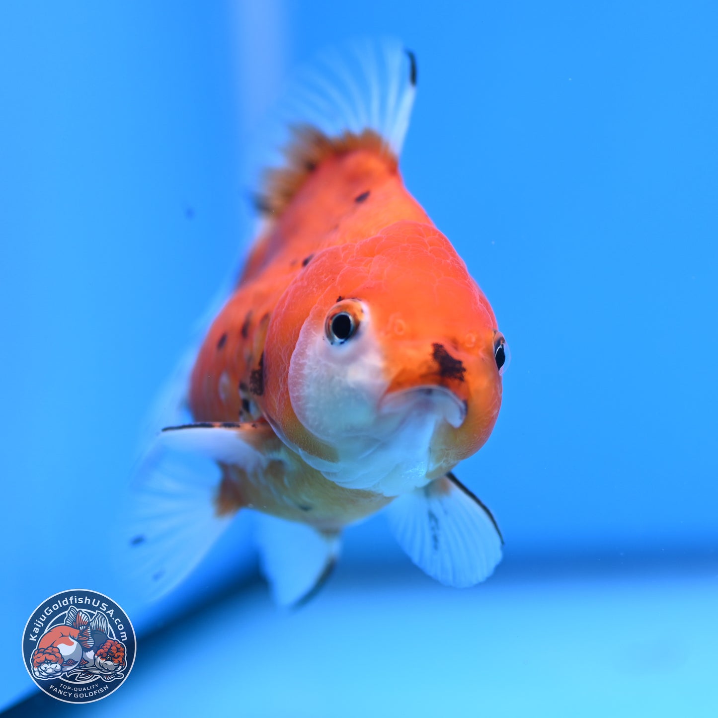 Calico Oranda 3.25in Body (240816_OR5) - Kaiju Goldfish USA