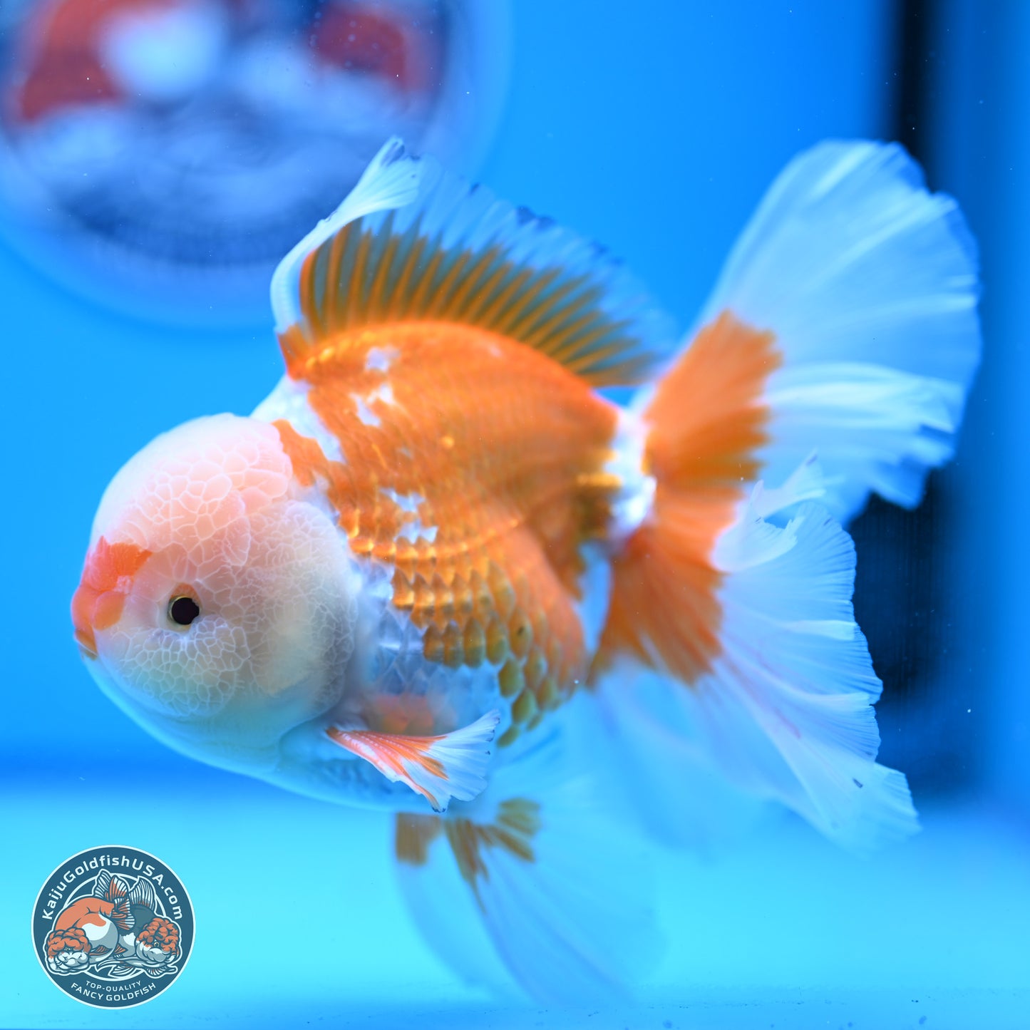 Red White Rose Tail Oranda 4-6.5 inches (240906_OR05) - Kaiju Goldfish USA