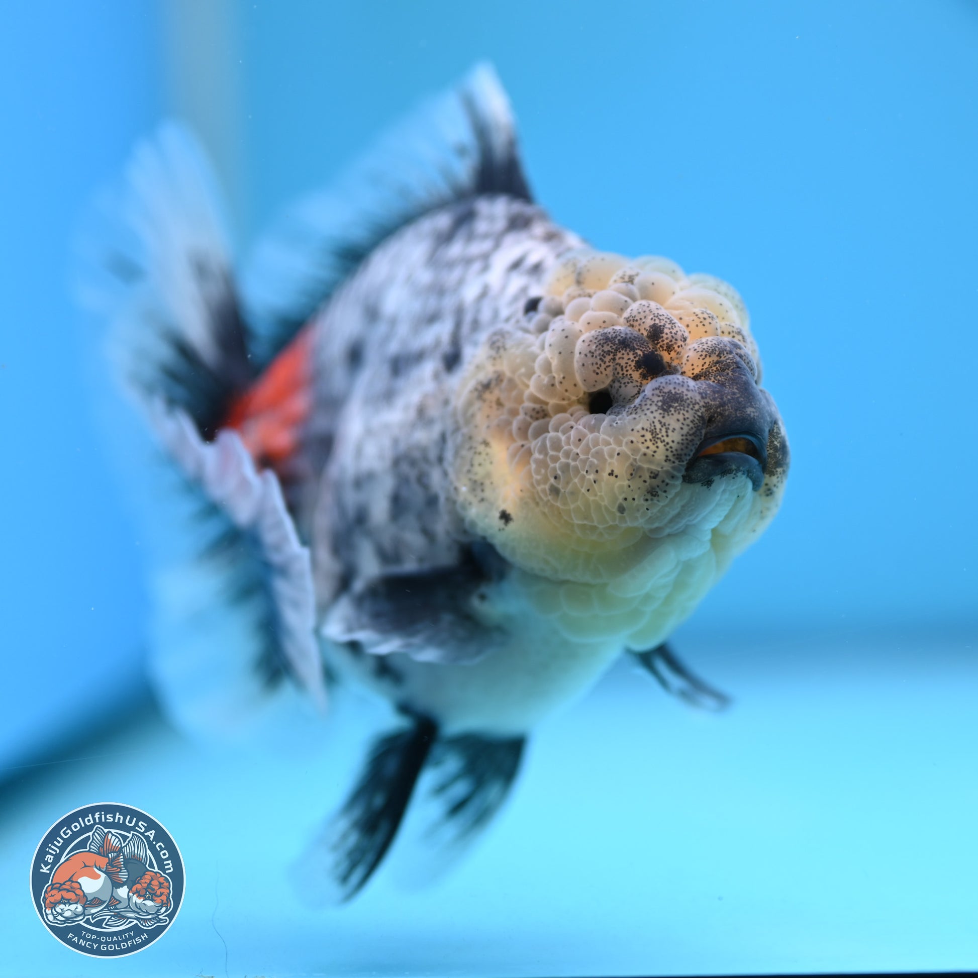 White Tiger Rose Tail Oranda 4.7 inches (241025_OR05) - Kaiju Goldfish USA