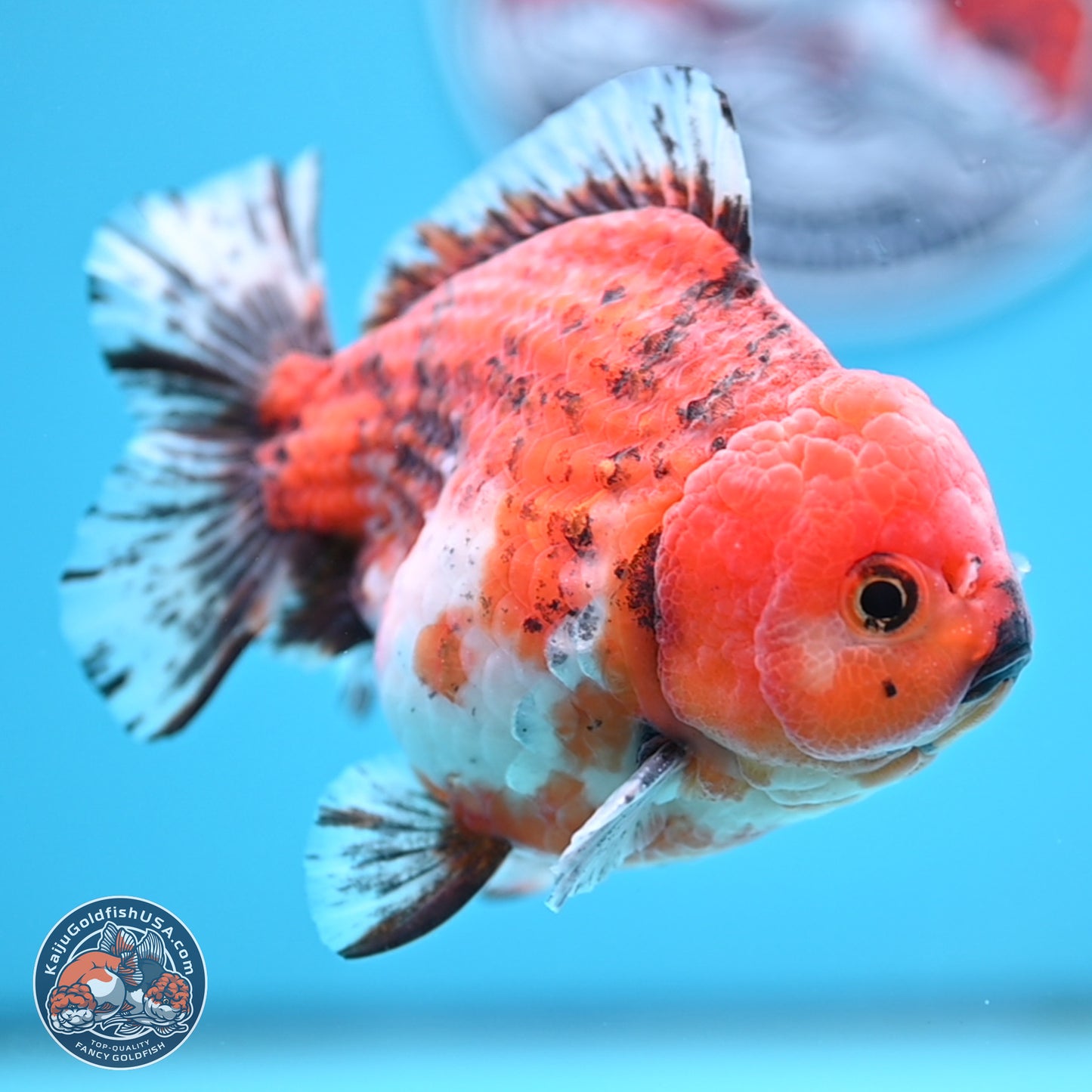 Tricolor Tiger YuanBao Oranda 5 inches - Male (241129_OR05) - Kaiju Goldfish USA