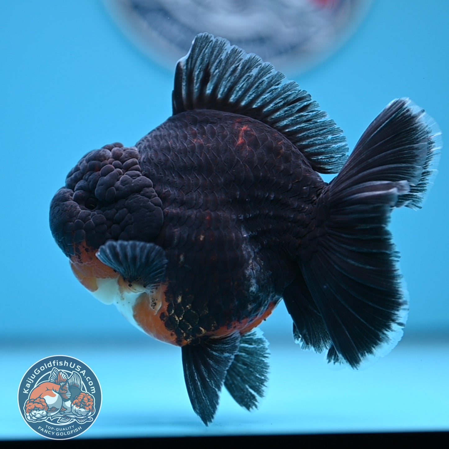 Kirin Oranda 4 inches Body (250530_OR05)