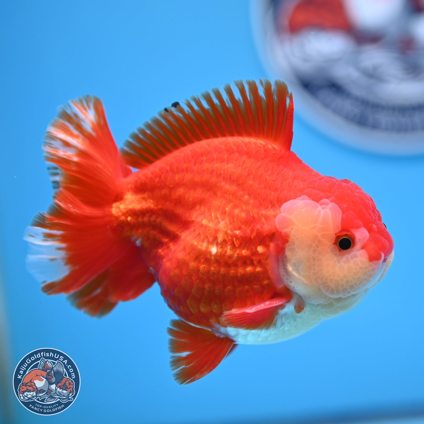 Red White YuanBao Oranda 3.5 inches Body - Male (250228_OR05)