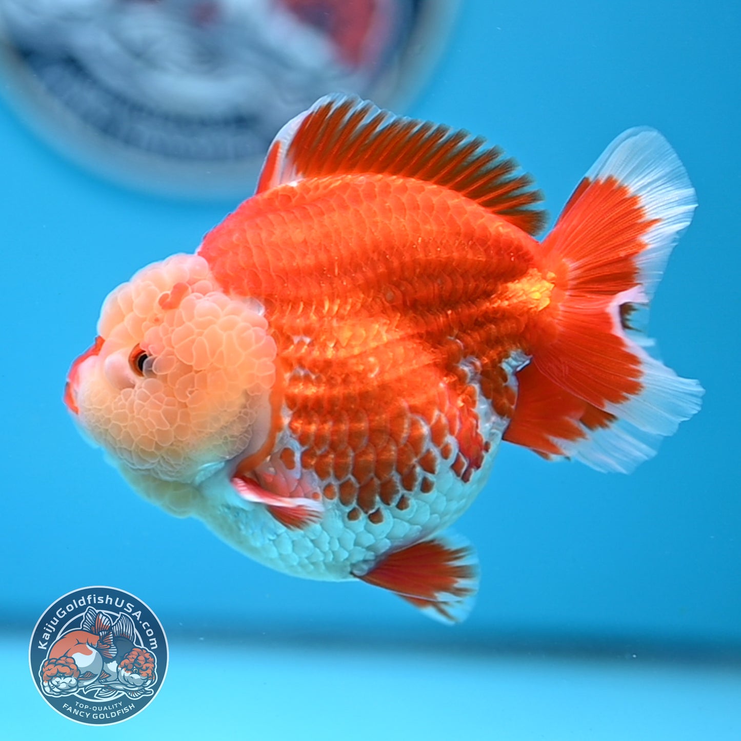 Chicken Face Red White Oranda 4 inches Body (250523_OR05)