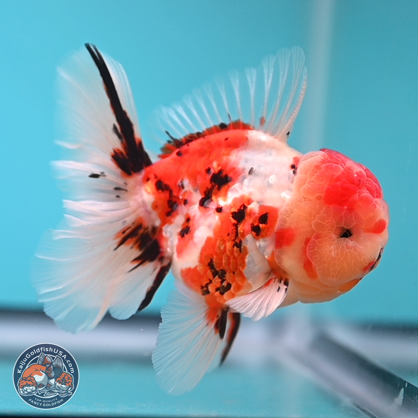 Tricolor Tiger Rose Tail Oranda 3.75 inches Body - Male (250207_OR05)