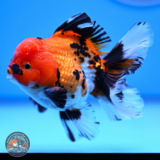 Tricolor Rose Tail Oranda 3in Body (240830_OR05) - Kaiju Goldfish USA