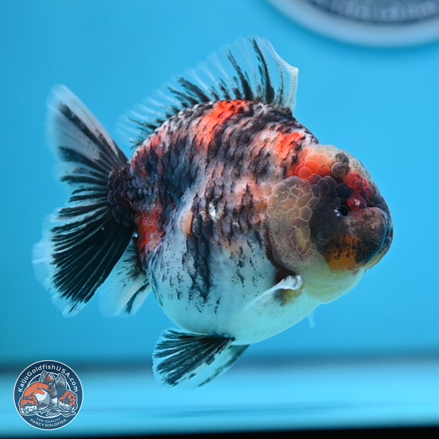 Tricolor Tiger YuanBao Oranda 3.75 inches Body - Male (250307_OR05)