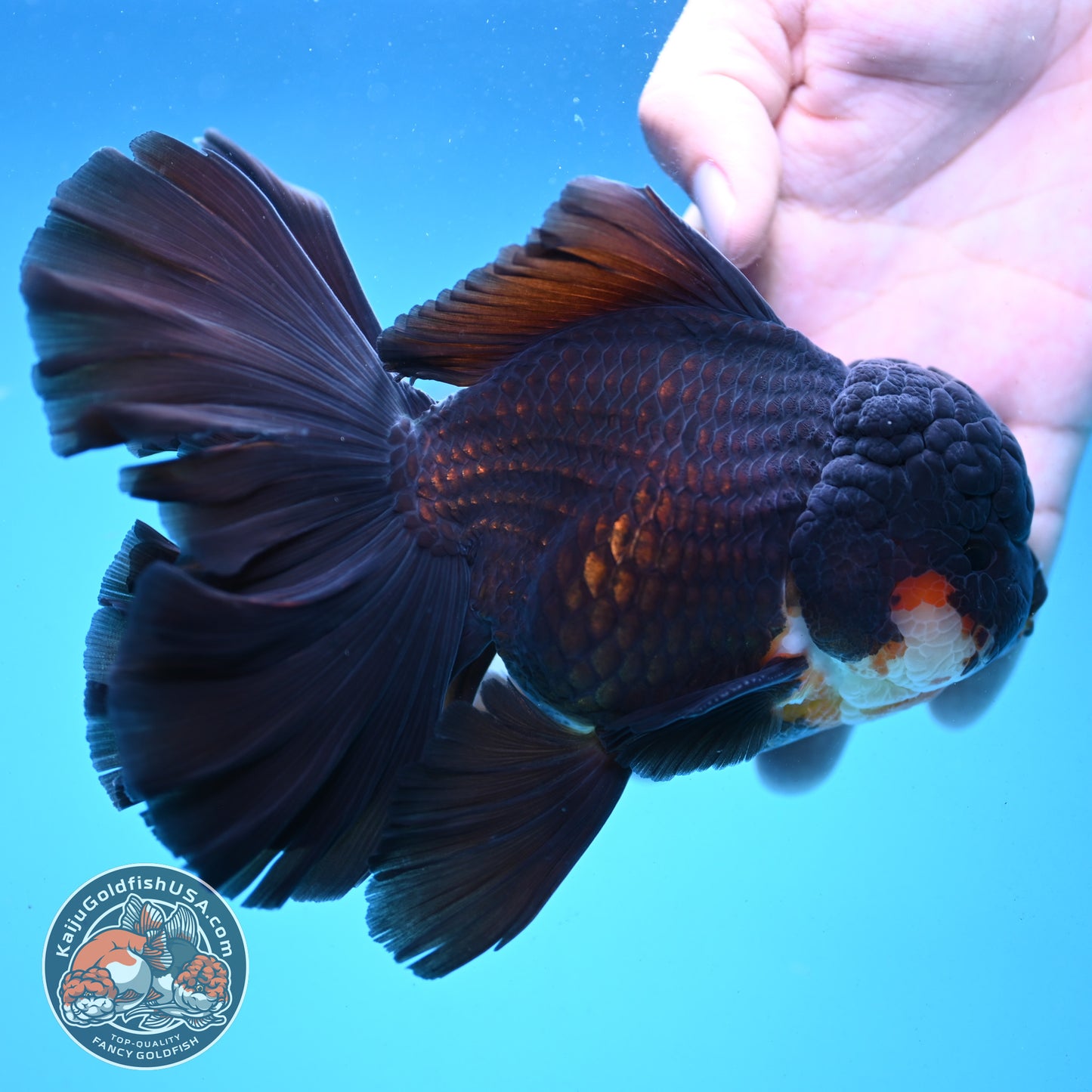 Black Orchid Tail Oranda 4.5 inch Body (251003_OR05)