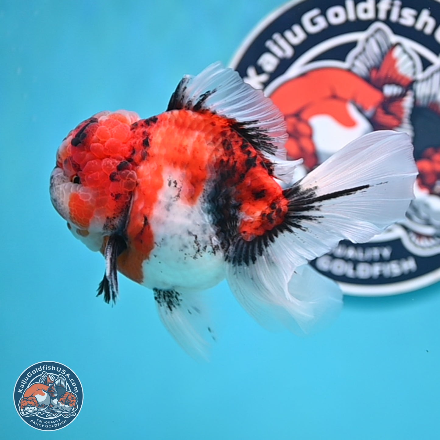 Tricolor Tiger Rose Tail Oranda 4 inches Body - Male (250404_OR05)
